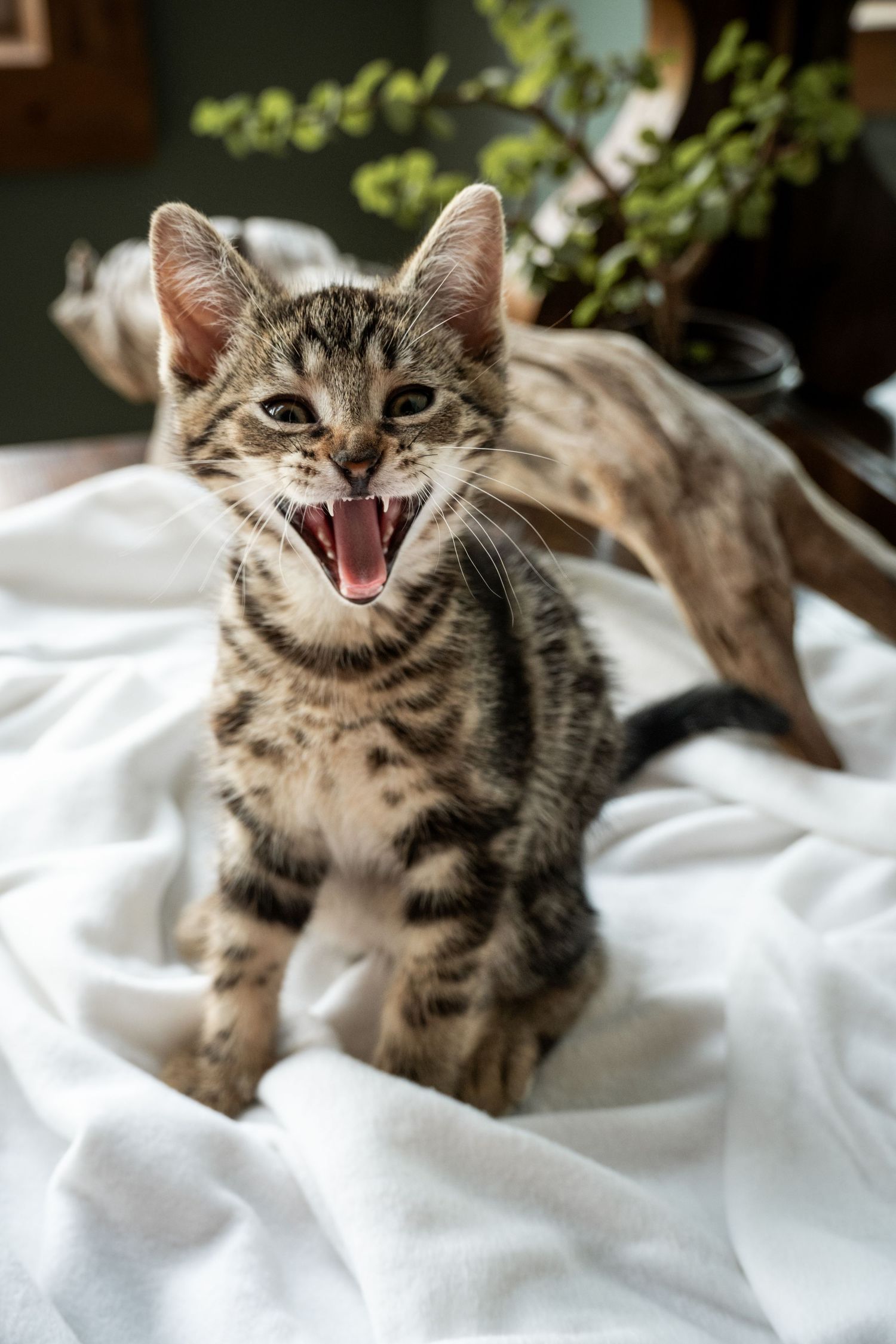 kitten meowing during pet session in Madoc Ontario _ Yesterday's Focus