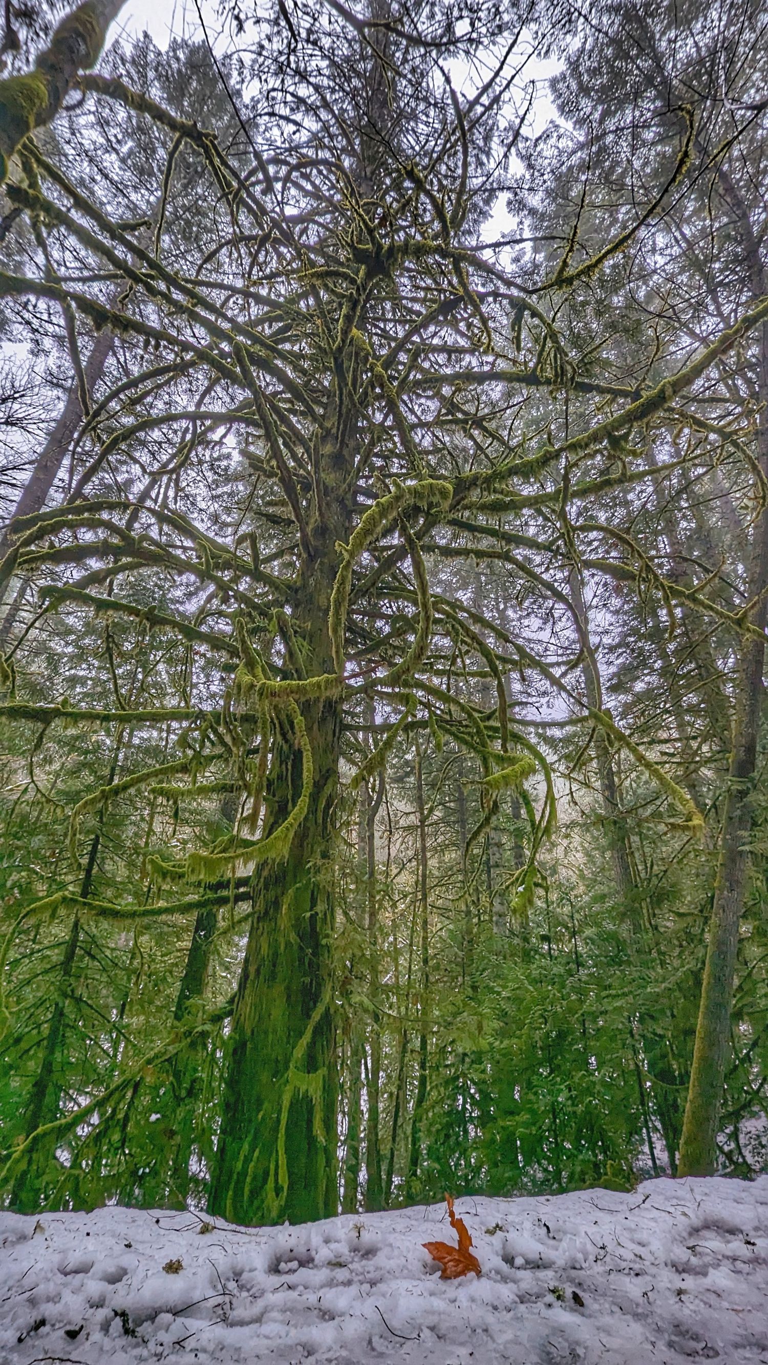 beautiful green mossy trees | Victoria British Columbia | Yesterday's Focus