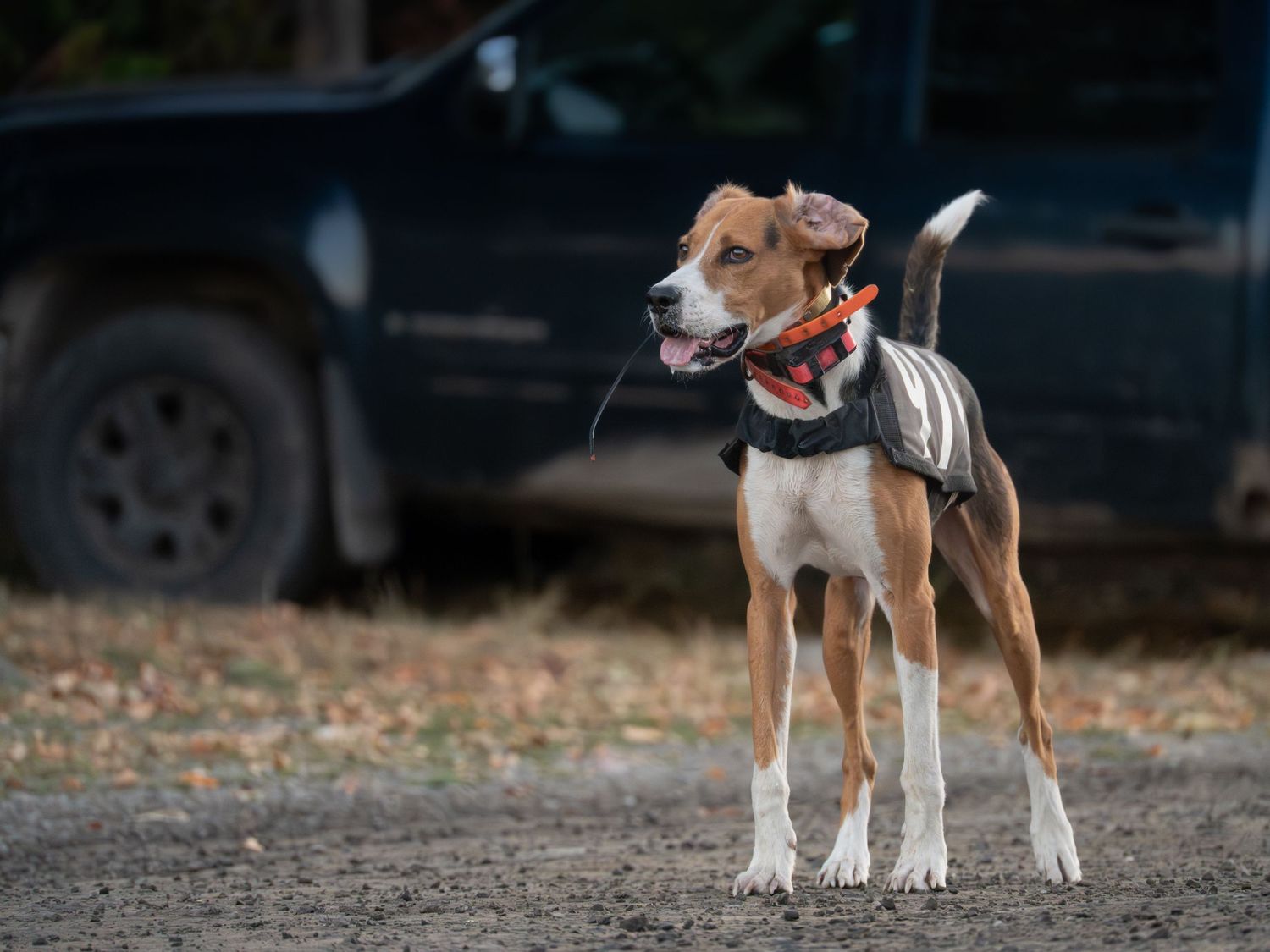 hound standing during event pet session in Kingston Ontario | Yesterday's Focus