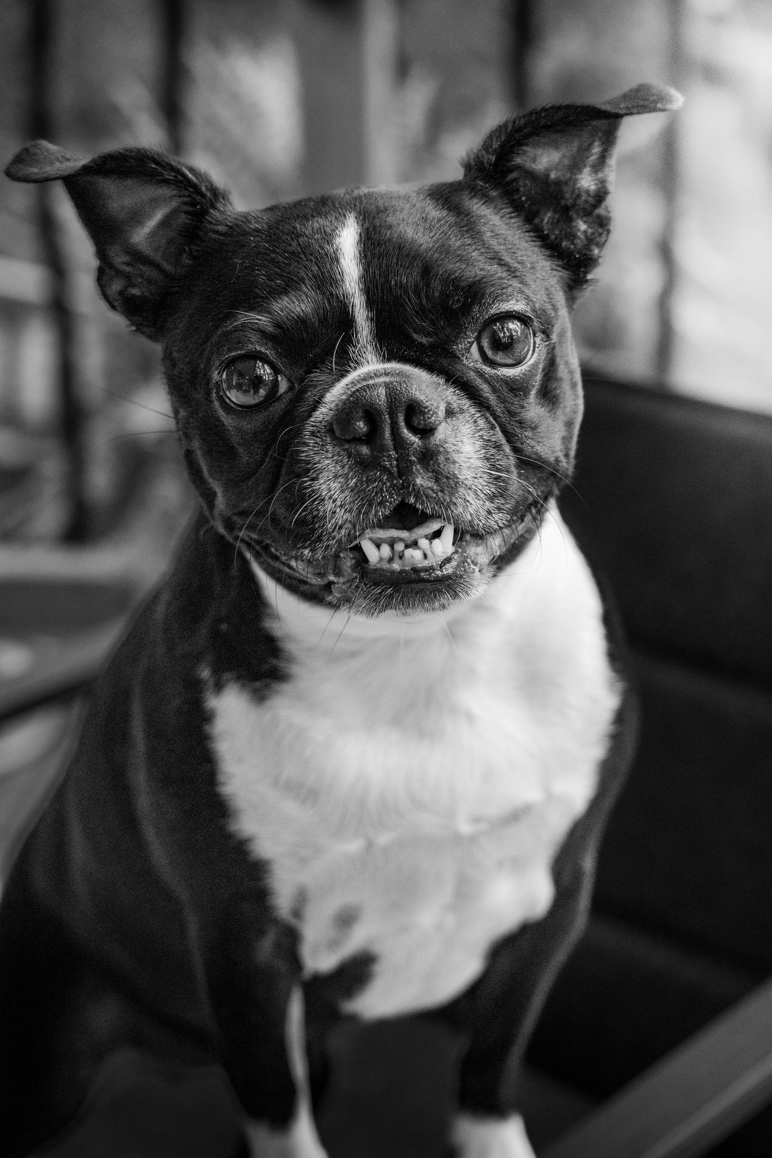 Boston terrier in black and white during pet session in Marmora Ontario | Yesterday's Focus