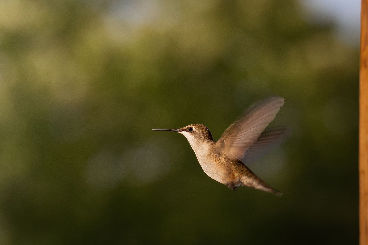 hummingbird flying in summer | Madoc Ontario | Yesterday's Focus