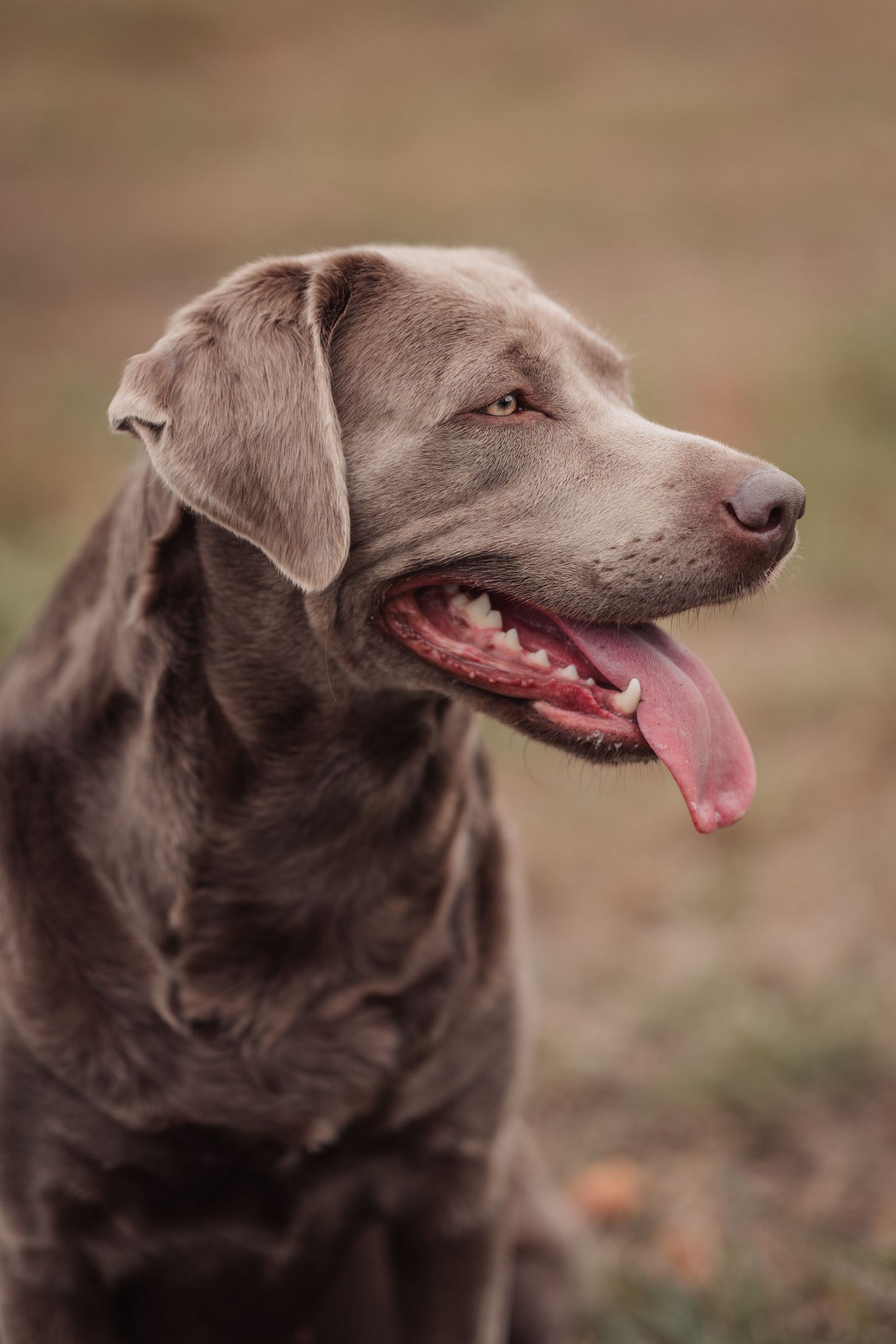 dog in summer panting during pet session in Tweed Ontario | Yesterday's Focus Photography