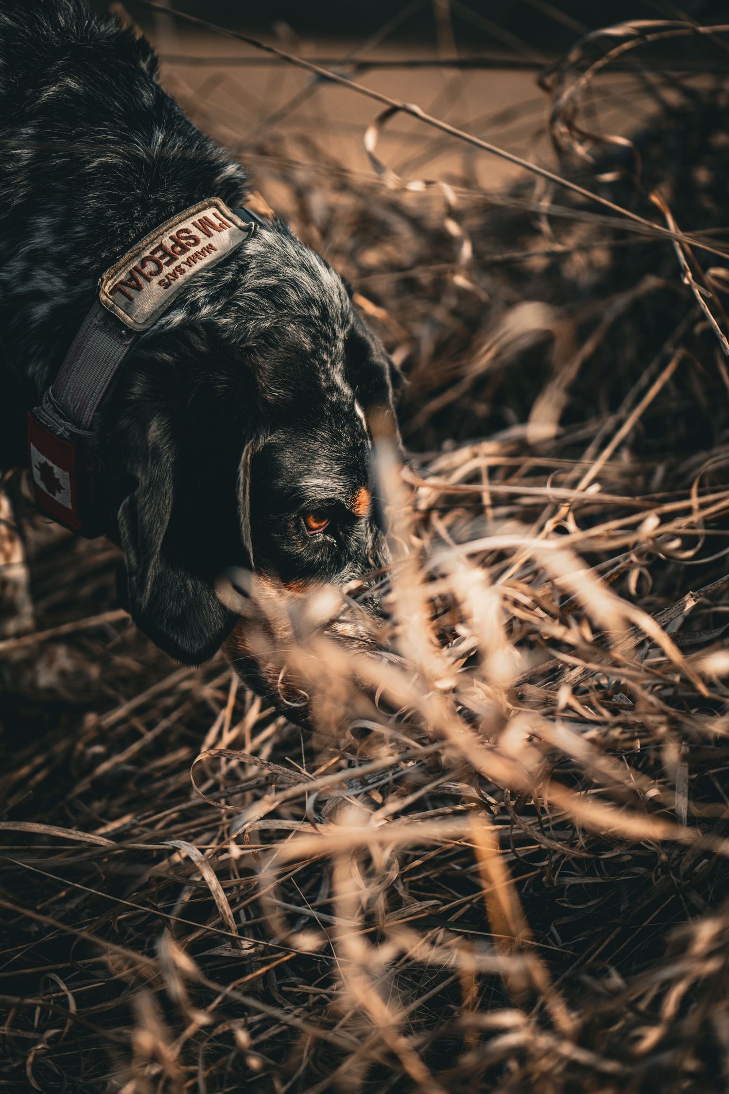 blue tick hound during pet session in Madoc, Ontario | Yesterday's Focus