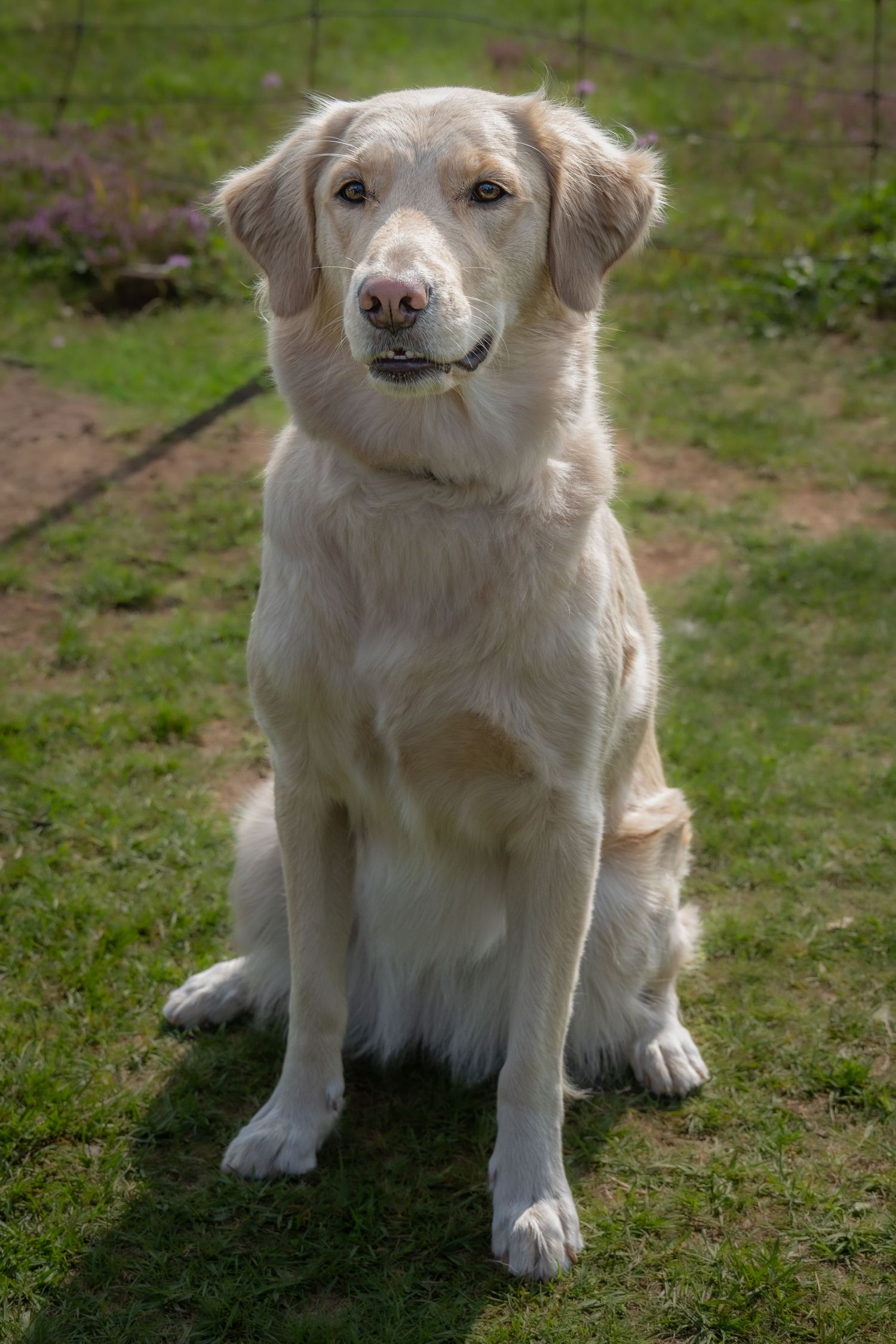 golden mix dog during pet session in Bowmanville Ontario _ Yesterday's Focus