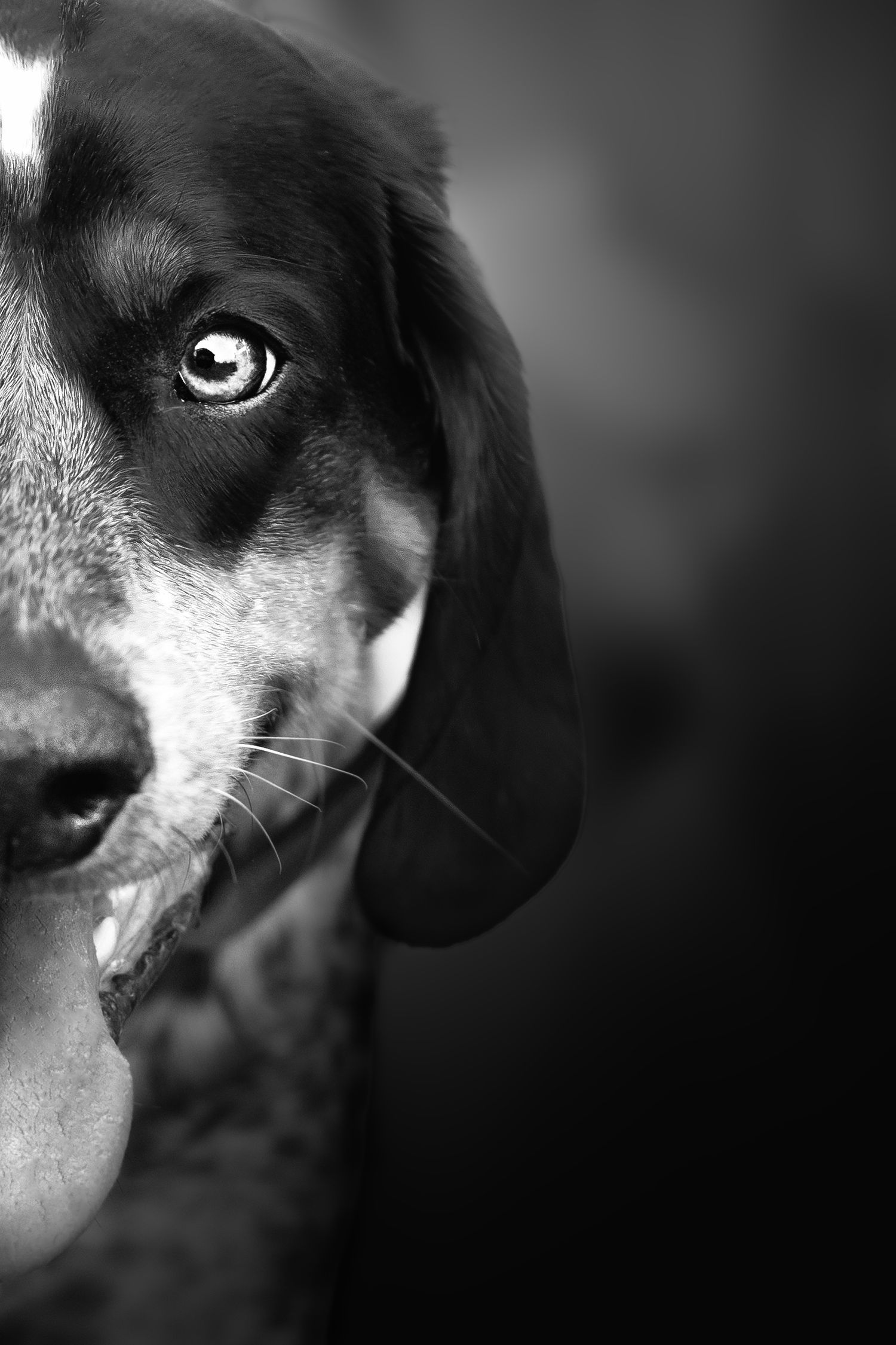 blue tick hound details in black and white during pet session in Madoc Ontario | Yesterday's Focus