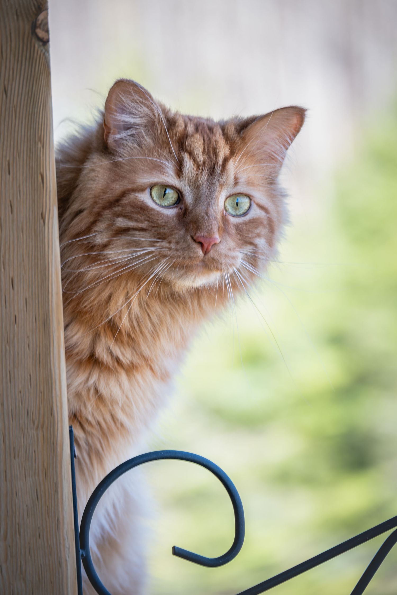 orange Cat during pet session in Madoc Ontario _ Yesterday's Focus