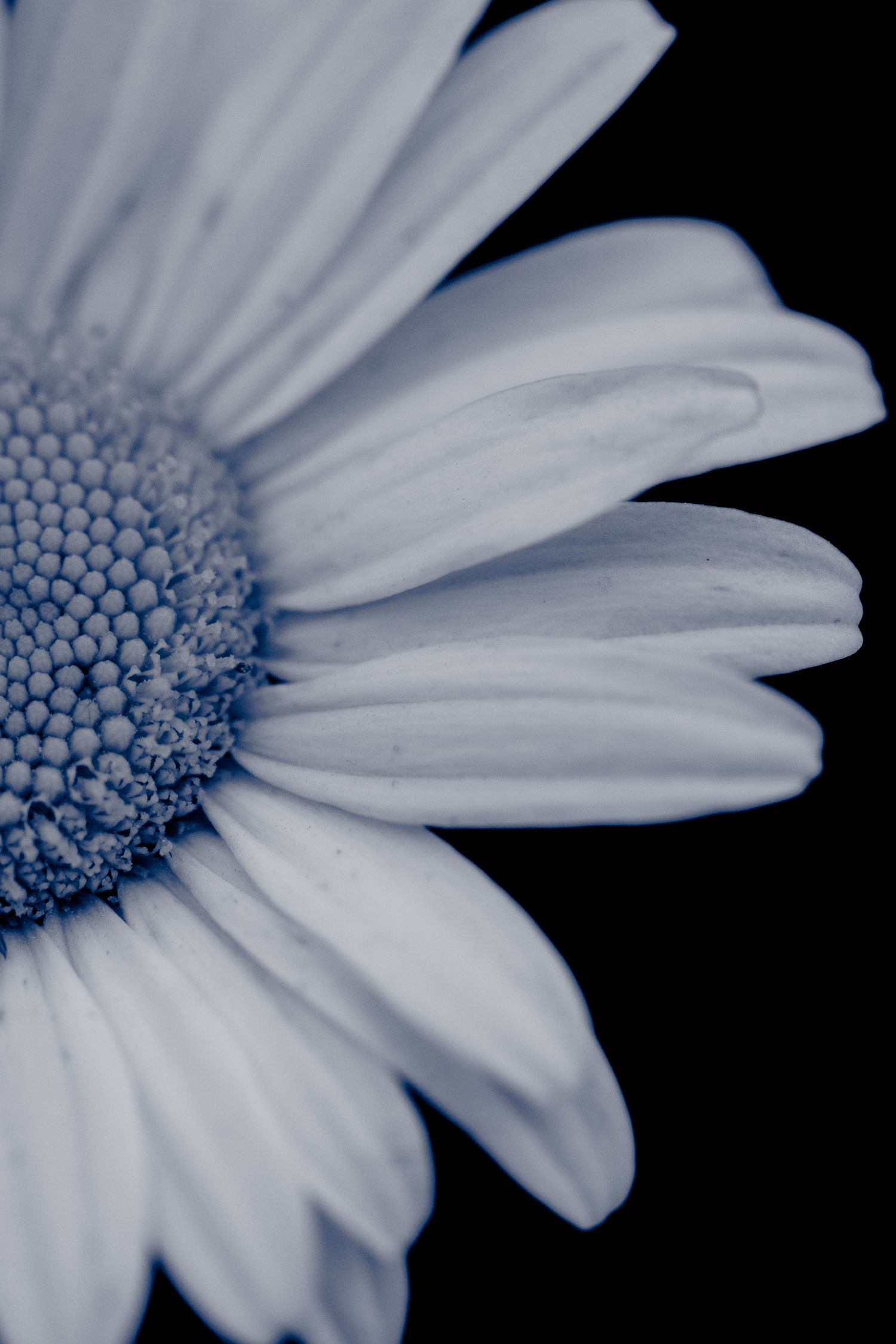 daisy flower close up in black and white | Bowmanville Ontario | Yesterday's Focus by Mandy Wright