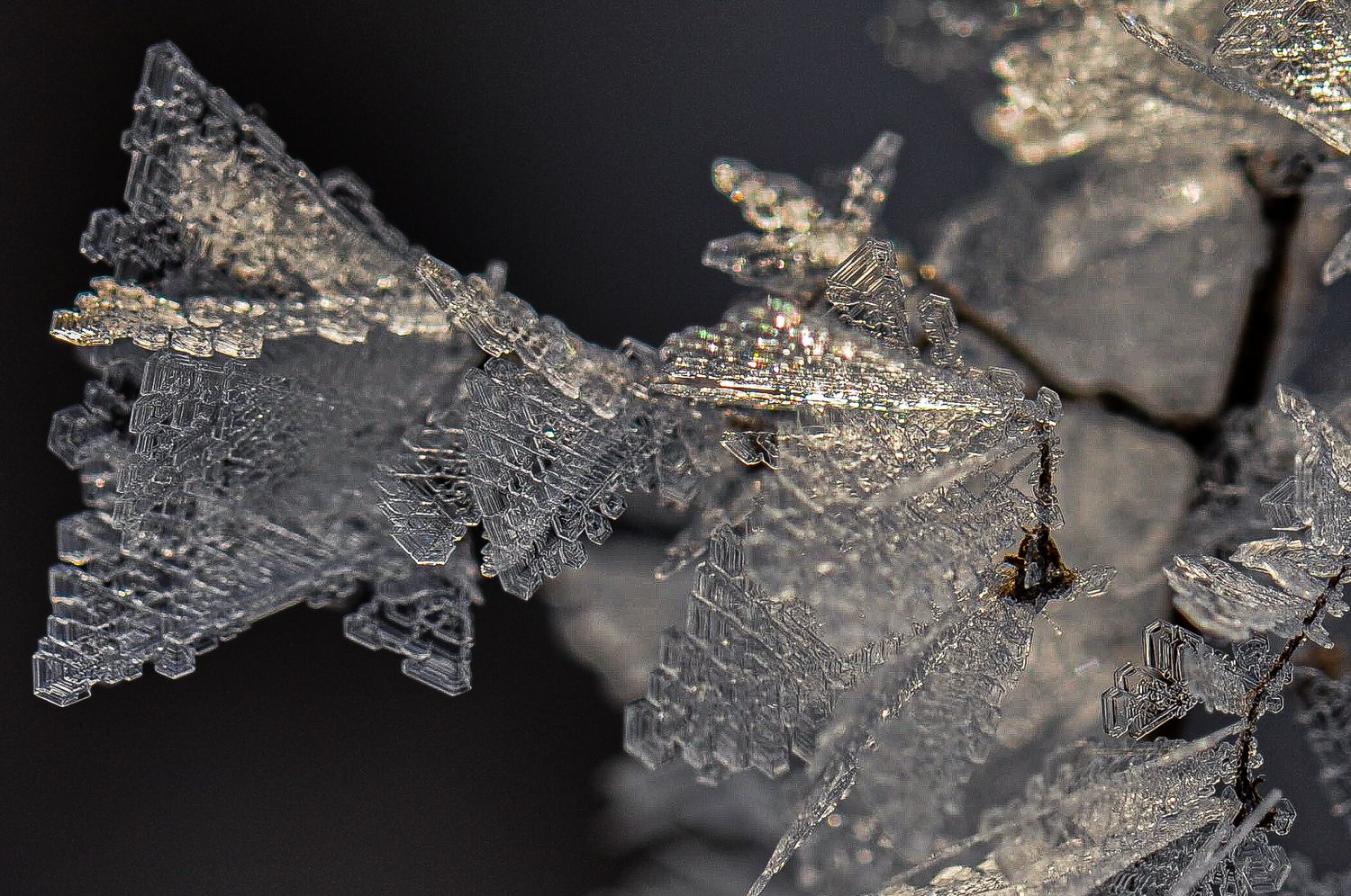 hoar frost frost covered branch | Madoc Ontario | Yesterday's Focus by Mandy Wright