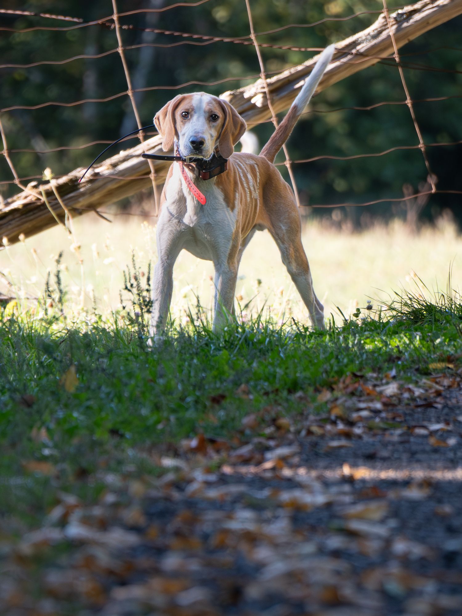 hound in pointing stance during event pet session in Kingston Ontario | Yesterday's Focus