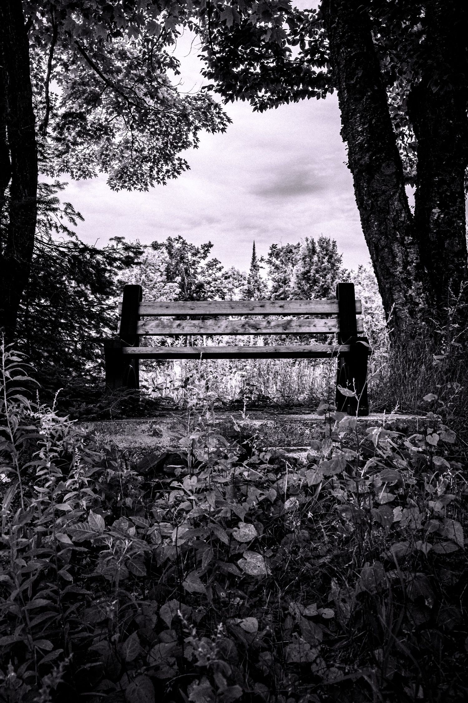 bench in nature in black and white in Madoc, Ontario | Yesterday's Focus
