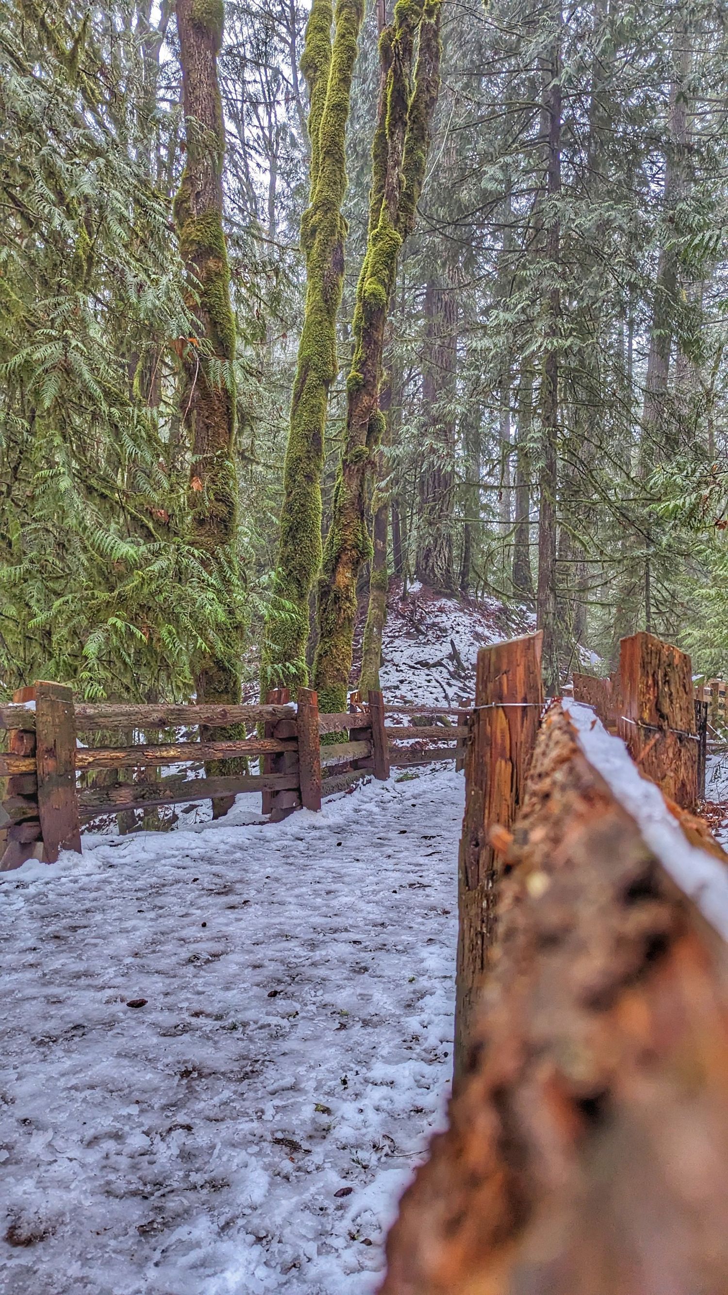 green forest trees with fencing | Victoria British Columbia | Yesterday's Focus