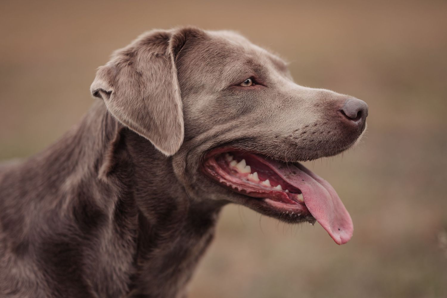 labrador retriever panting side view during pet session in Tweed Ontario | Yesterday's