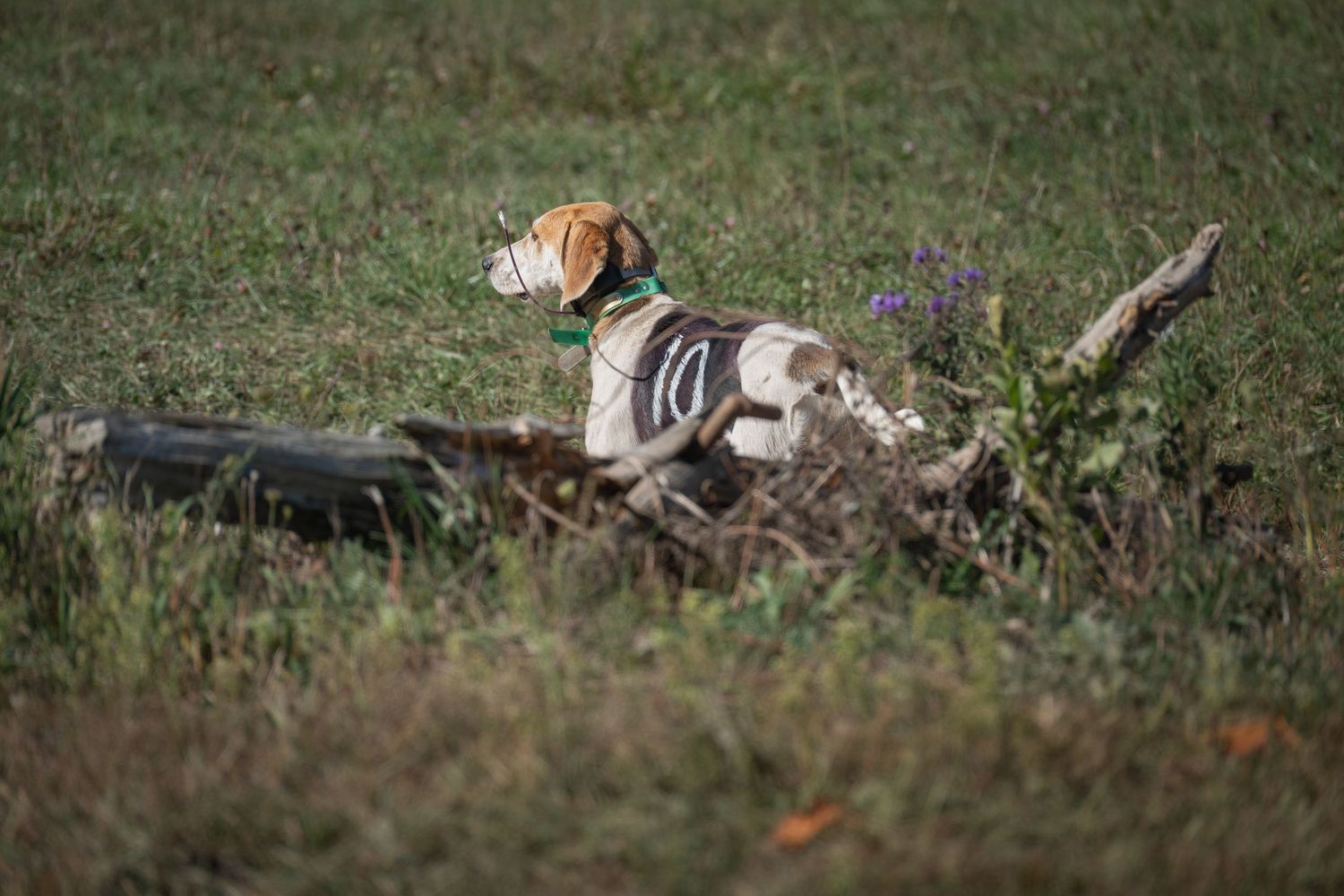 dog resting in nature during pet session in Kingston Ontario | Yesterday's Focus
