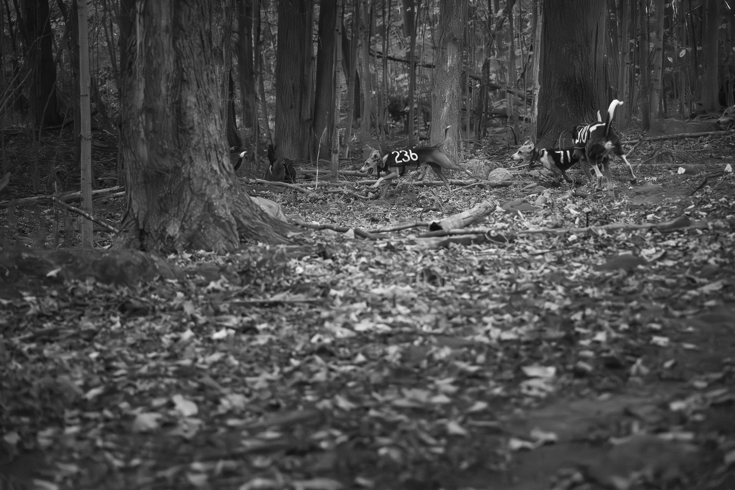 hound dogs running in woods during event in Kingston Ontario | Yesterday's Focus