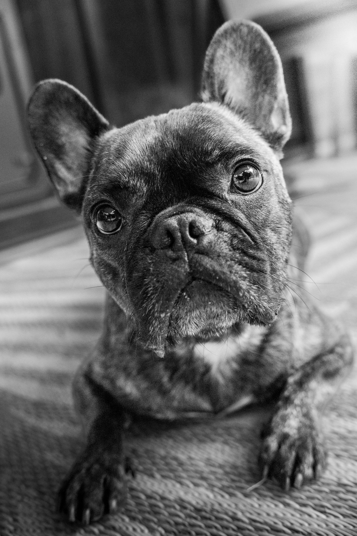 French bull dog in black and white during pet session in Marmora Ontario | Yesterday's Focus