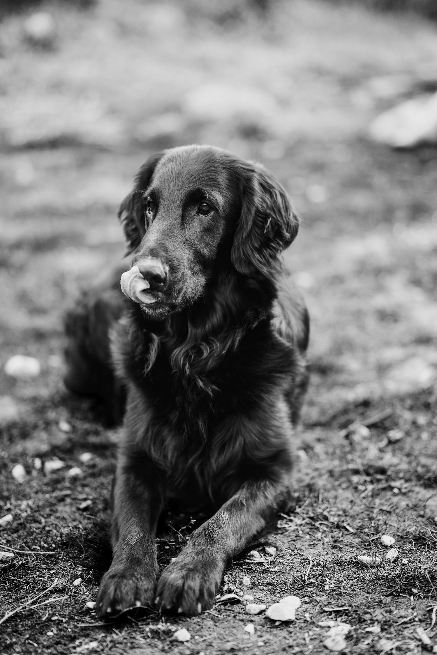 flat coated retriever laying and licking during pet session in Havelock Ontario | Yesterday's Focus