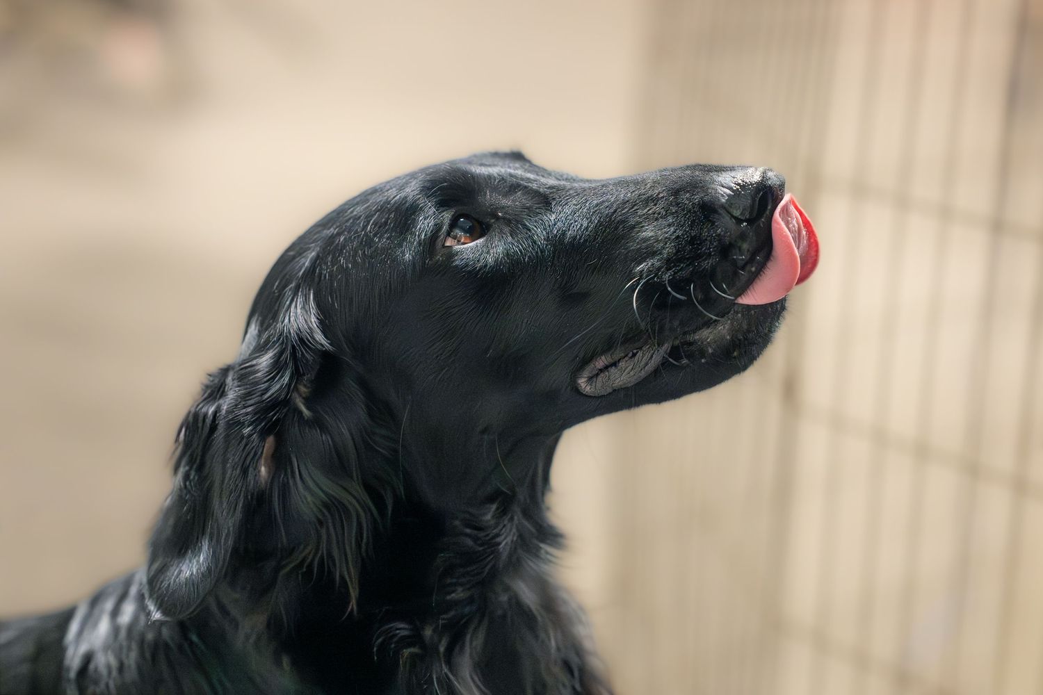 flat coated retreivers licking nose during pet session in Belleville Ontario | Yesterday's Focus