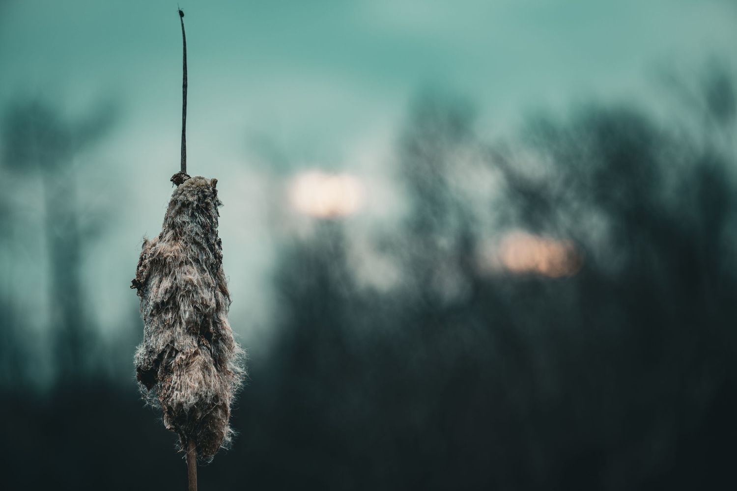 cattail in spring during blue hour in Tweed Ontario | Yesterday's Focus