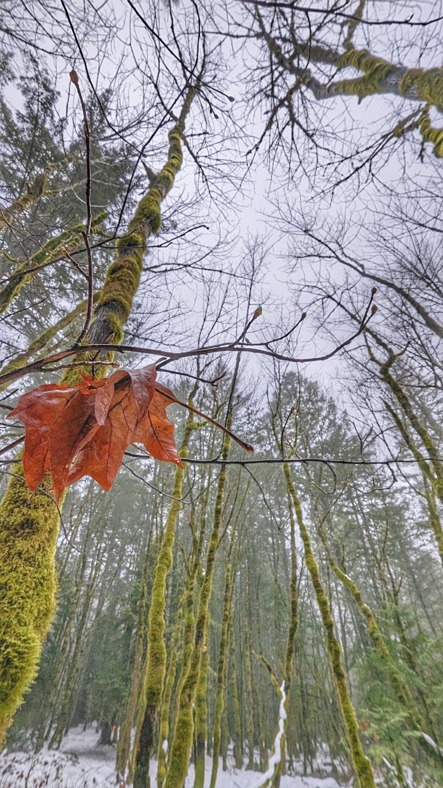 green mossy maple trees with lone maple leaf | Victoria British Columbia | Yesterday's Focus