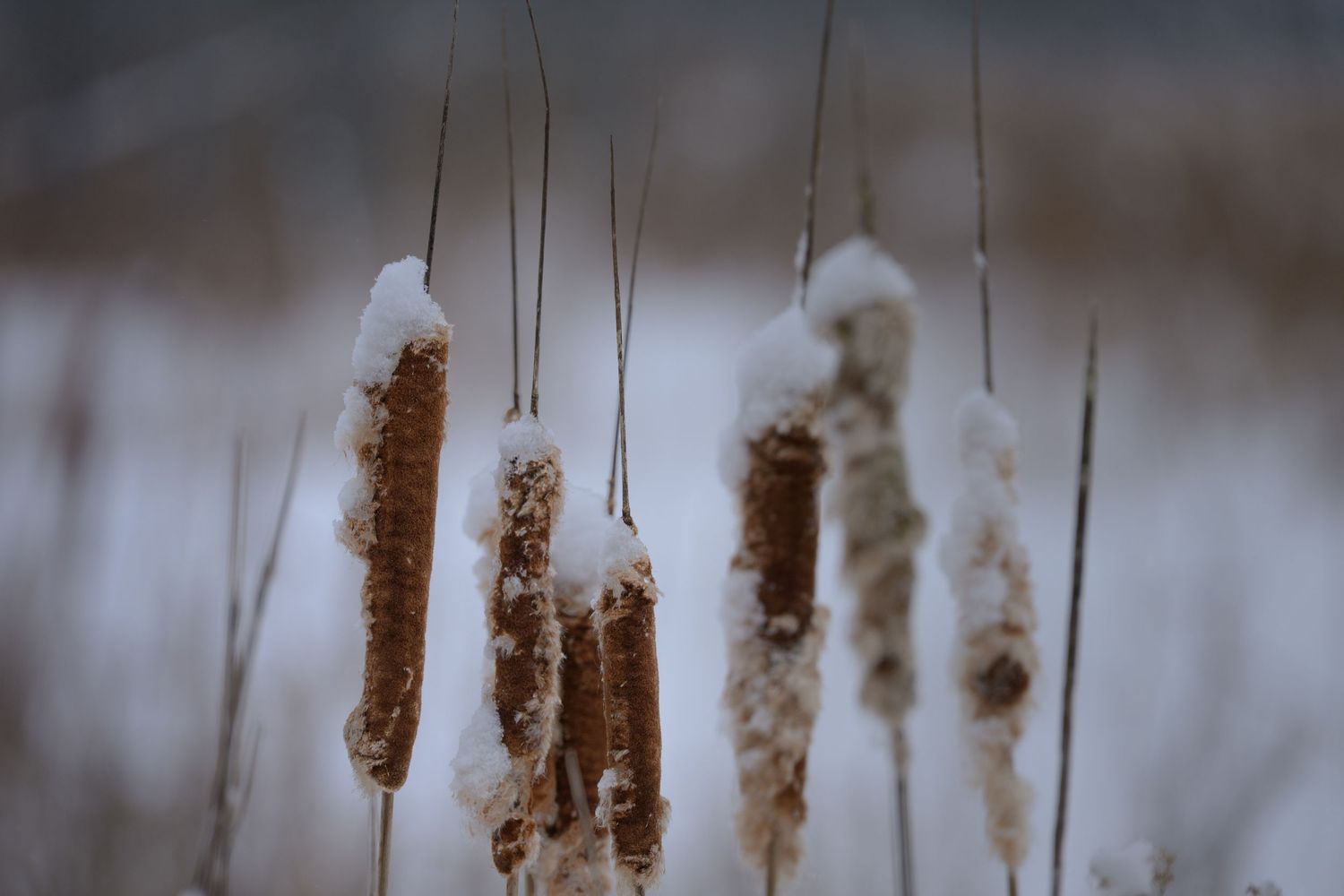 cattails in winter covered in snow | Madoc Ontario | Yesterday's Focus by Mandy