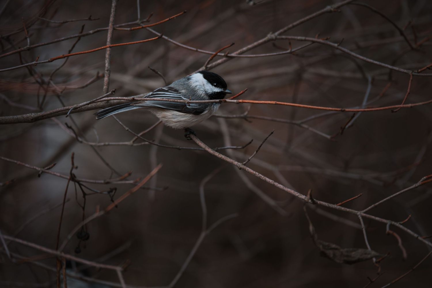 chickadee in fog | Kingston, Ontario | Yesterday's Focus Photography