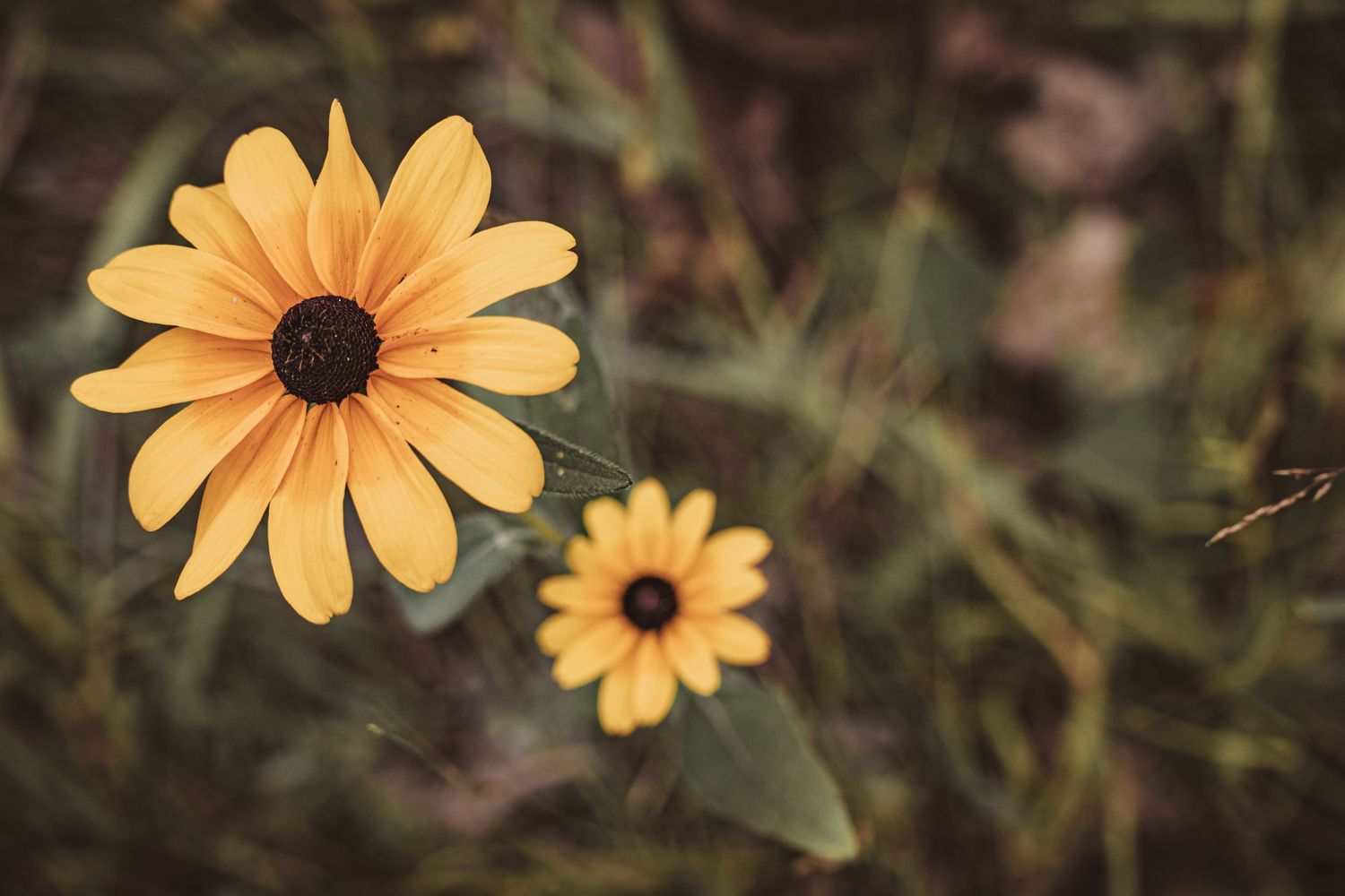 black eyed susan blooming in beauty | Madoc Ontario | Yesterday's Focus
