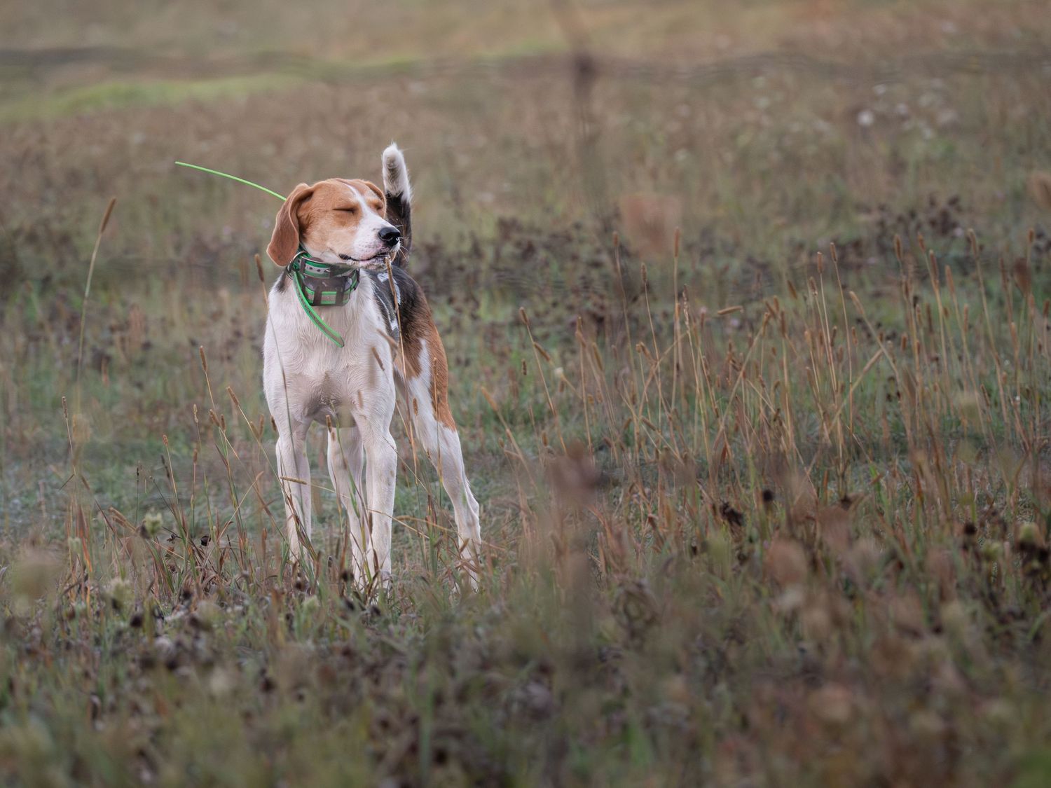 hound sniffing the air during event pet session in Kingston Ontario | Yesterday's Focus