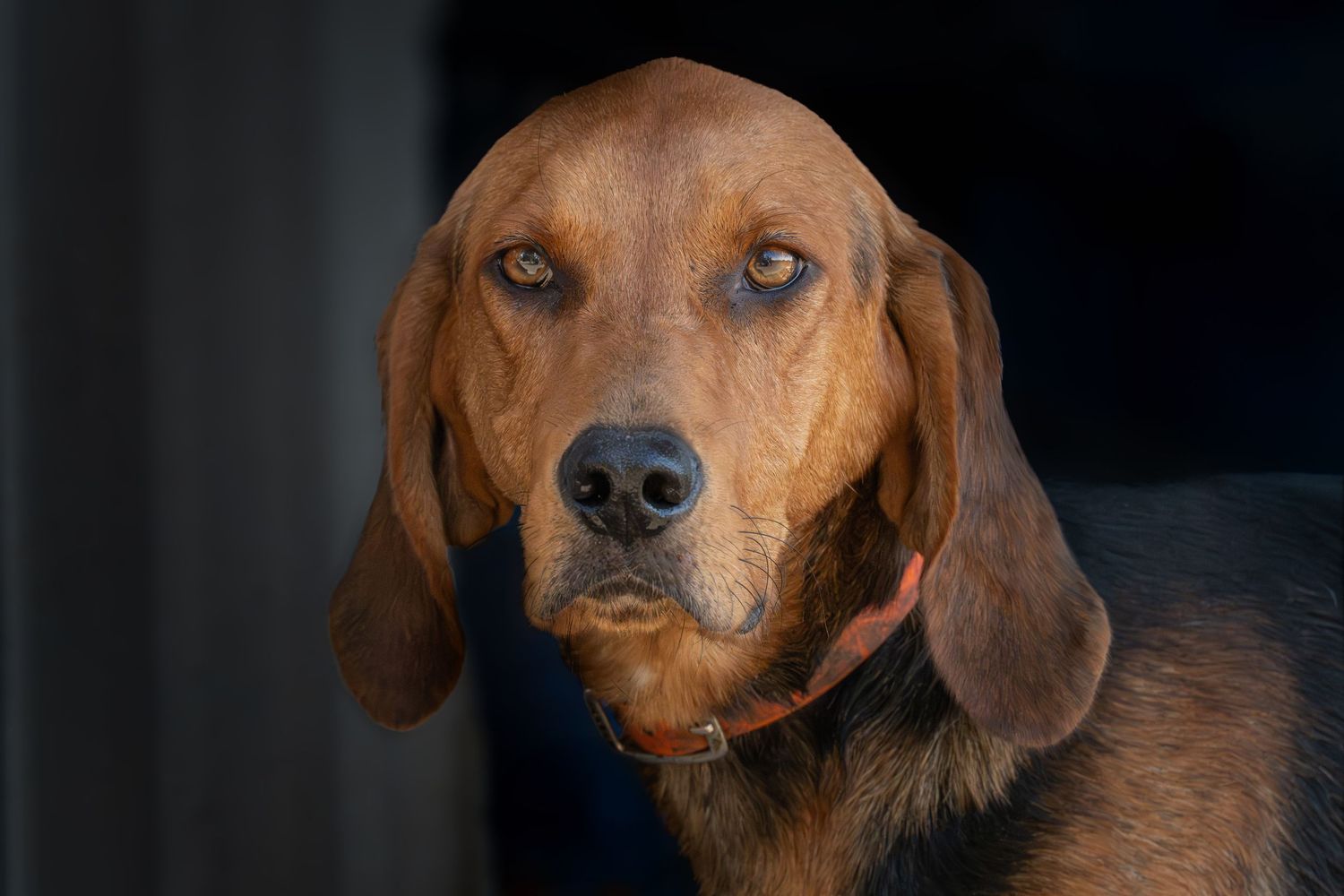 hound close up stare during event pet session in Kingston Ontario | Yesterday's Focus