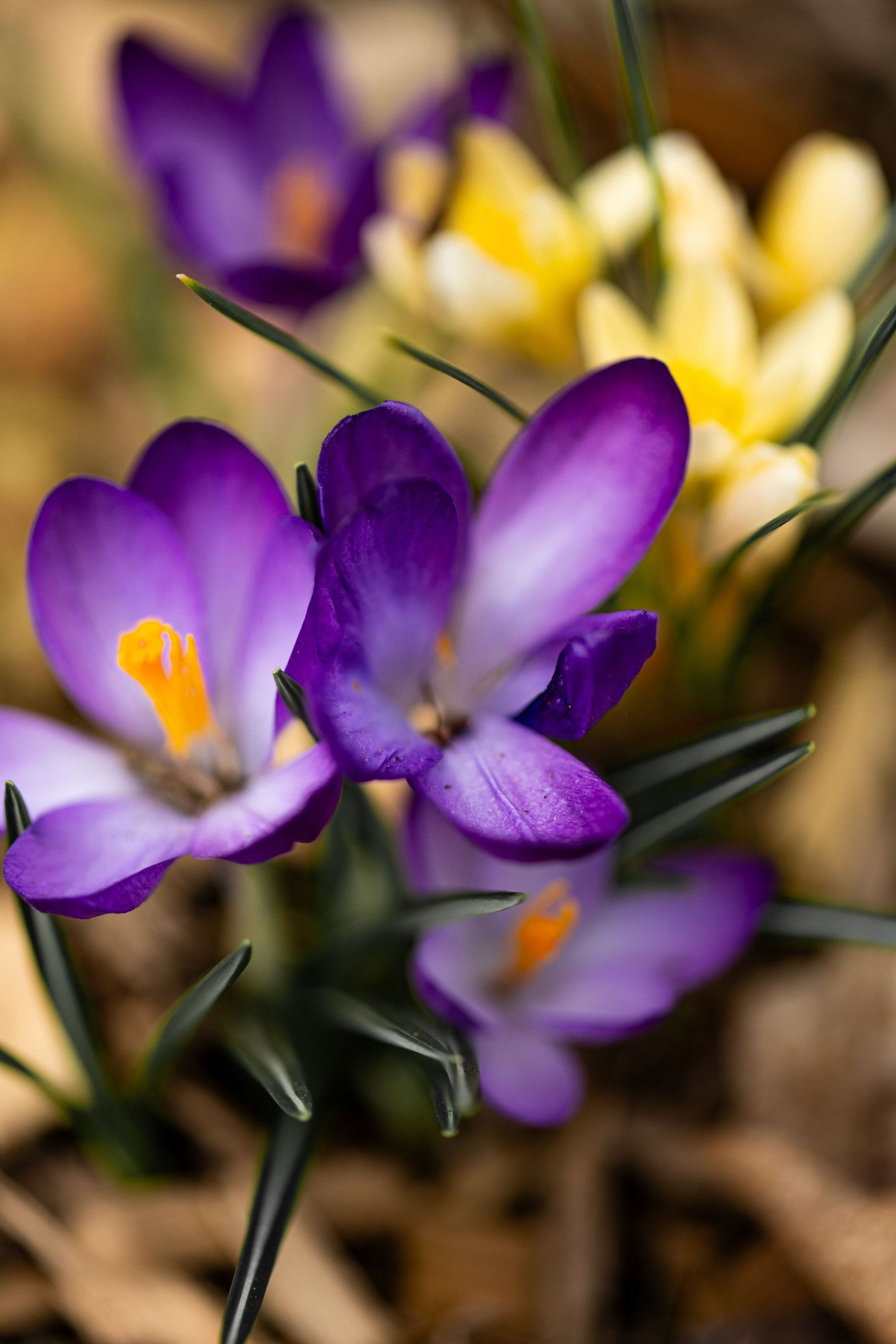 crocus blooming in spring in Tweed Ontario | Yesterday's Focus