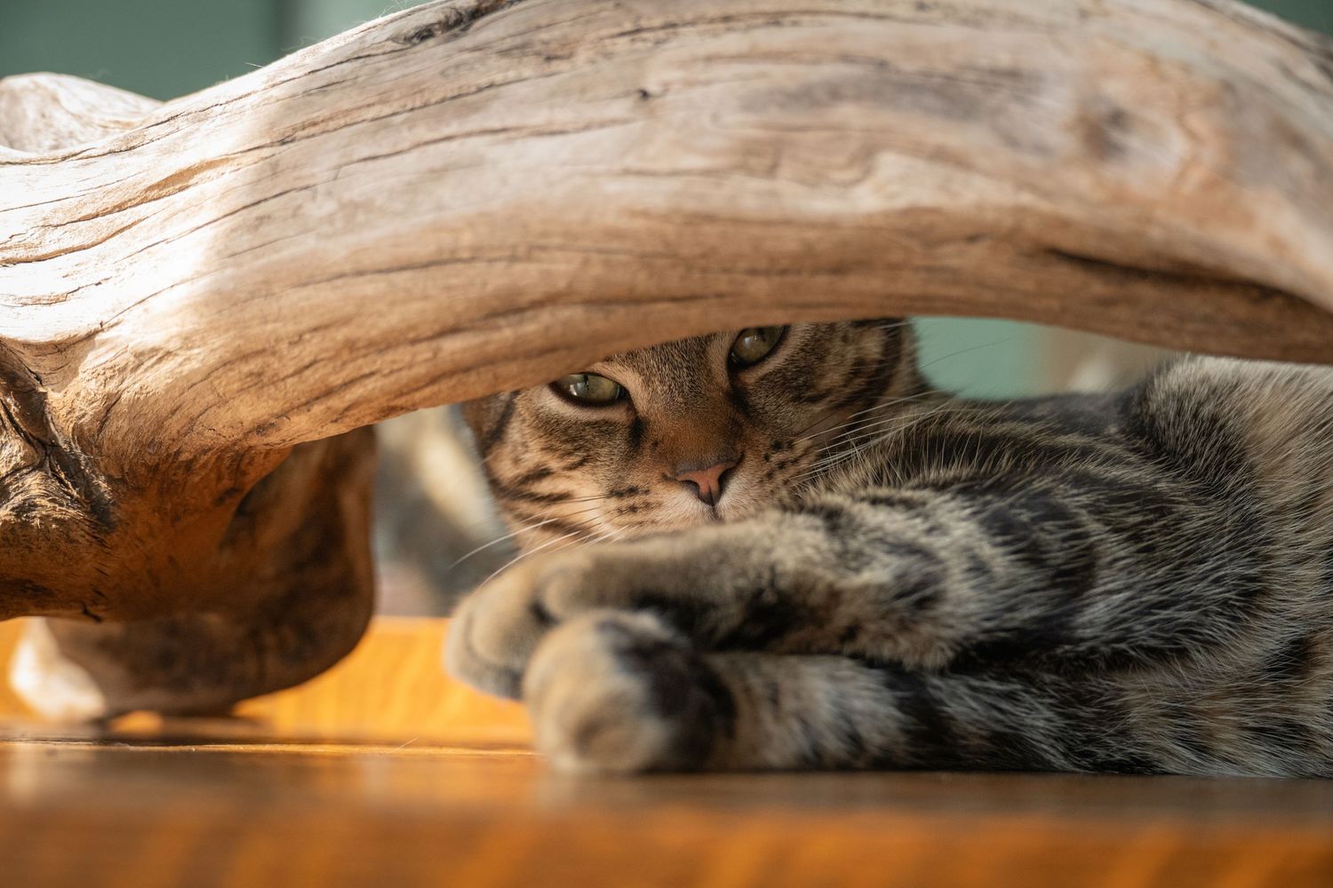 Cat during pet session in Madoc Ontario | Yesterday's Focus