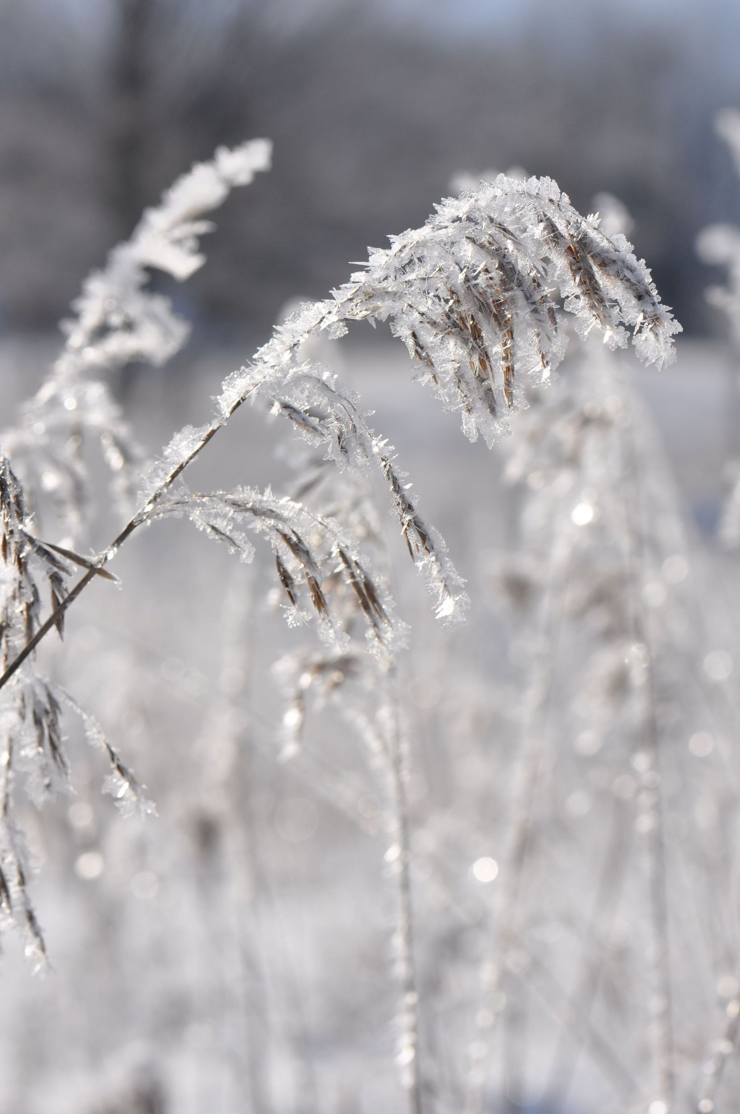 sparkling hoar frost, frost | Madoc Ontario | Yesterday's Focus