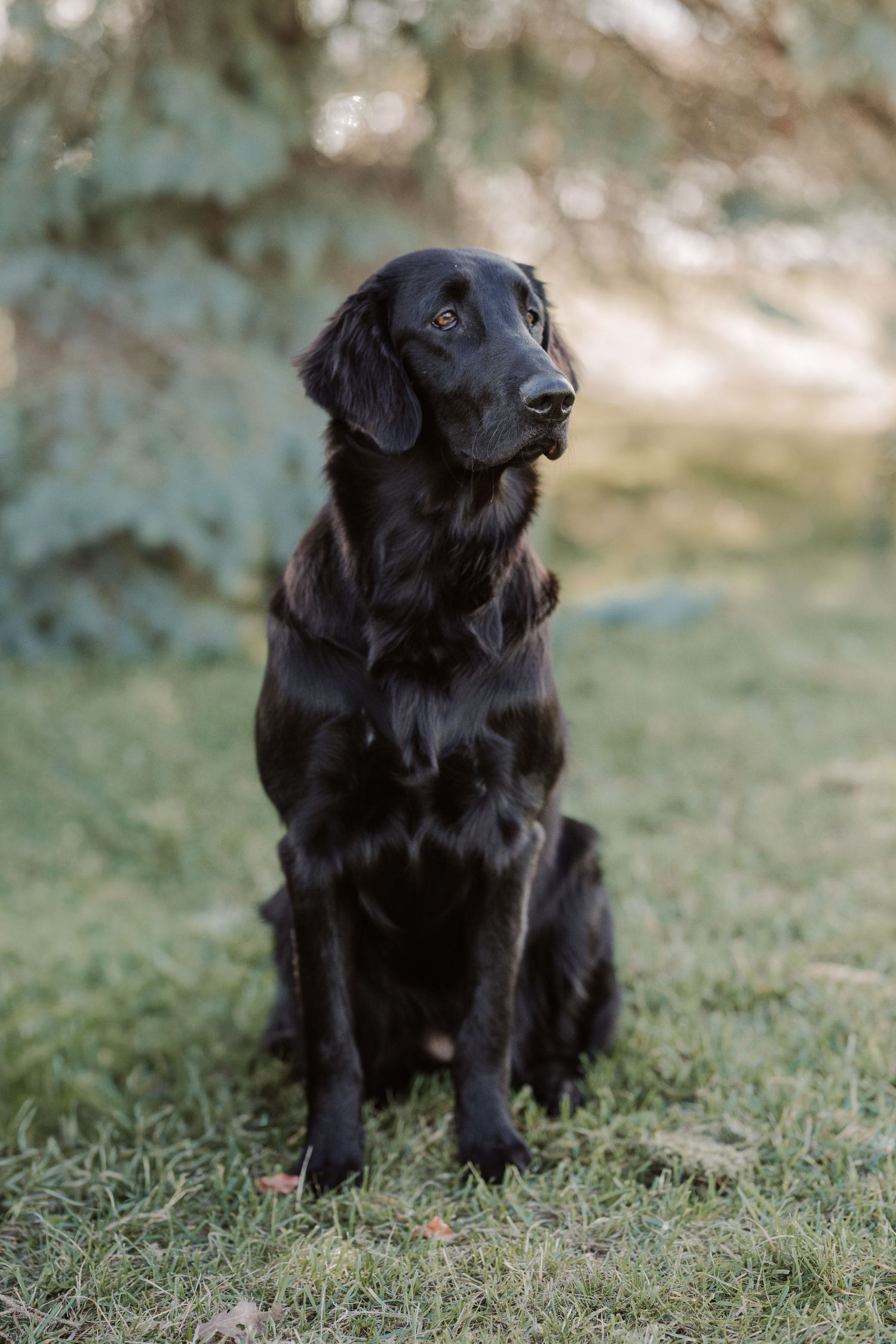 flat coated retriever sitting during pet session in Belleville Ontario | Yesterday's Focus