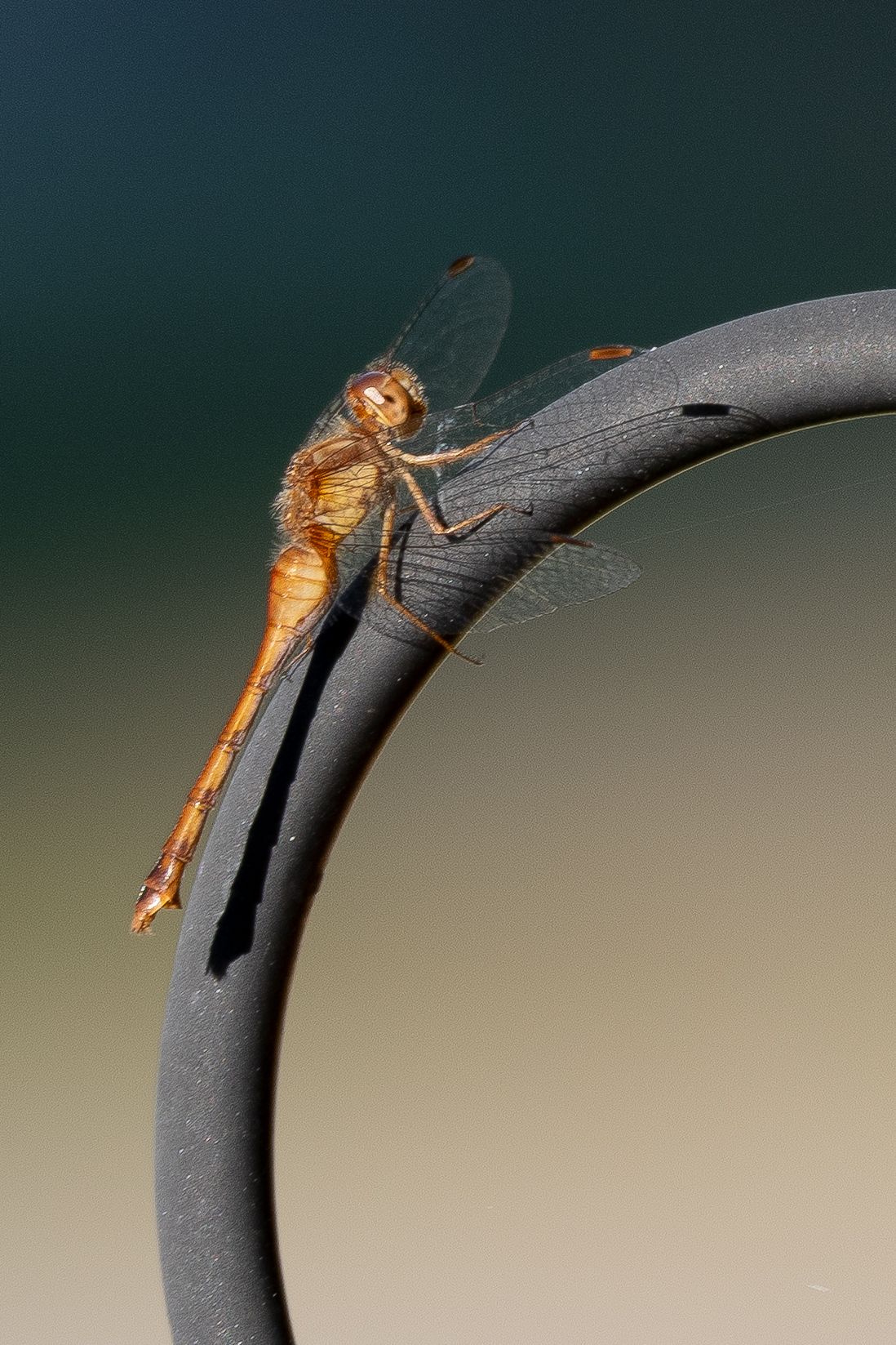 dragonfly resting on wire in the summer in Madoc Ontario | Yesterday's Focus