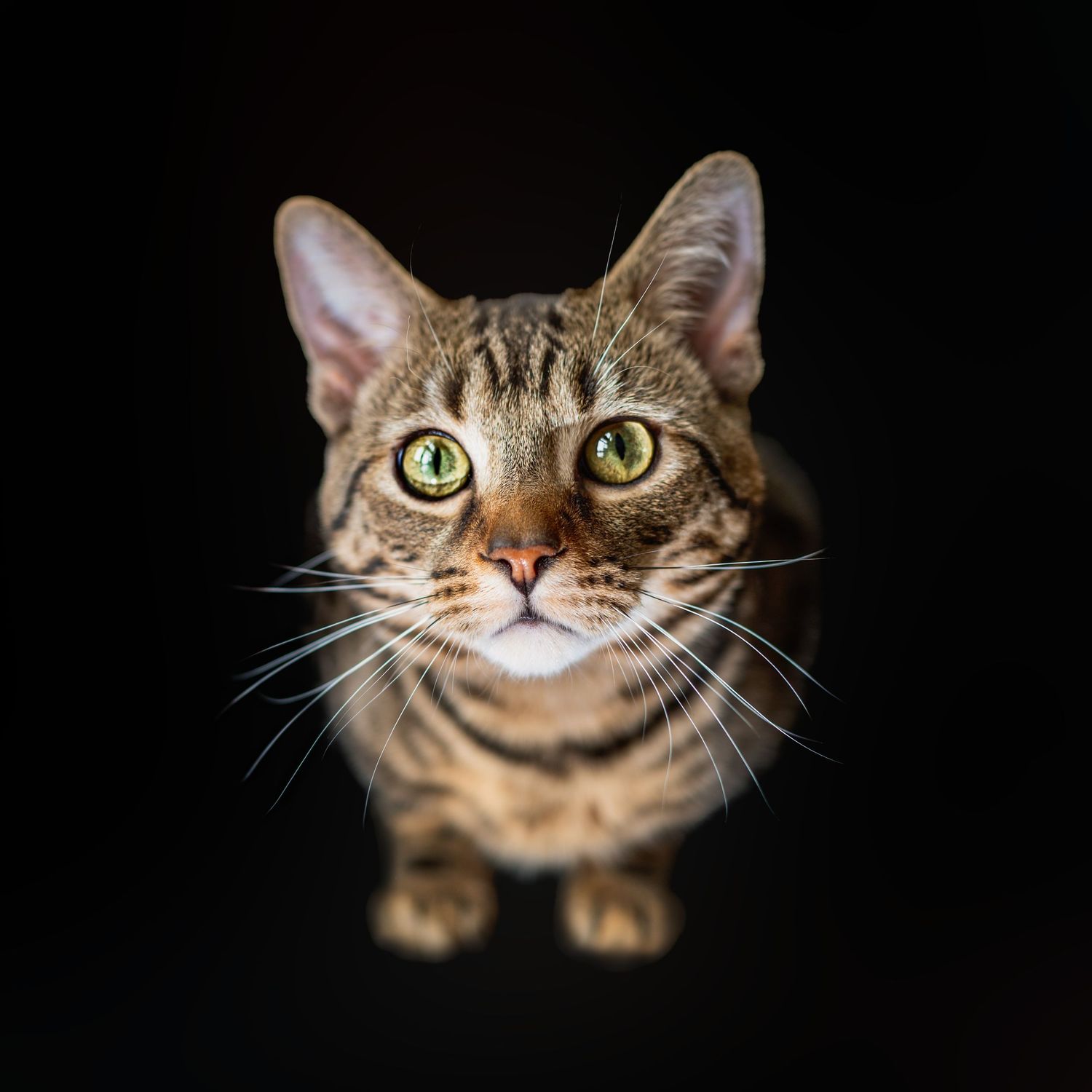 house cat | Madoc, Ontario | Yesterday's Focus Photography