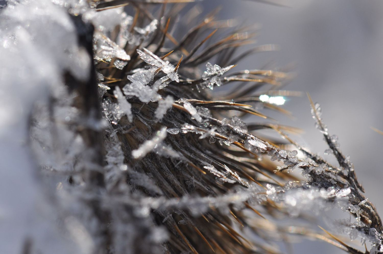 macro photo of hoar frost icy coating of frost on thistle | Tweed Ontario | Yesterday's Focus