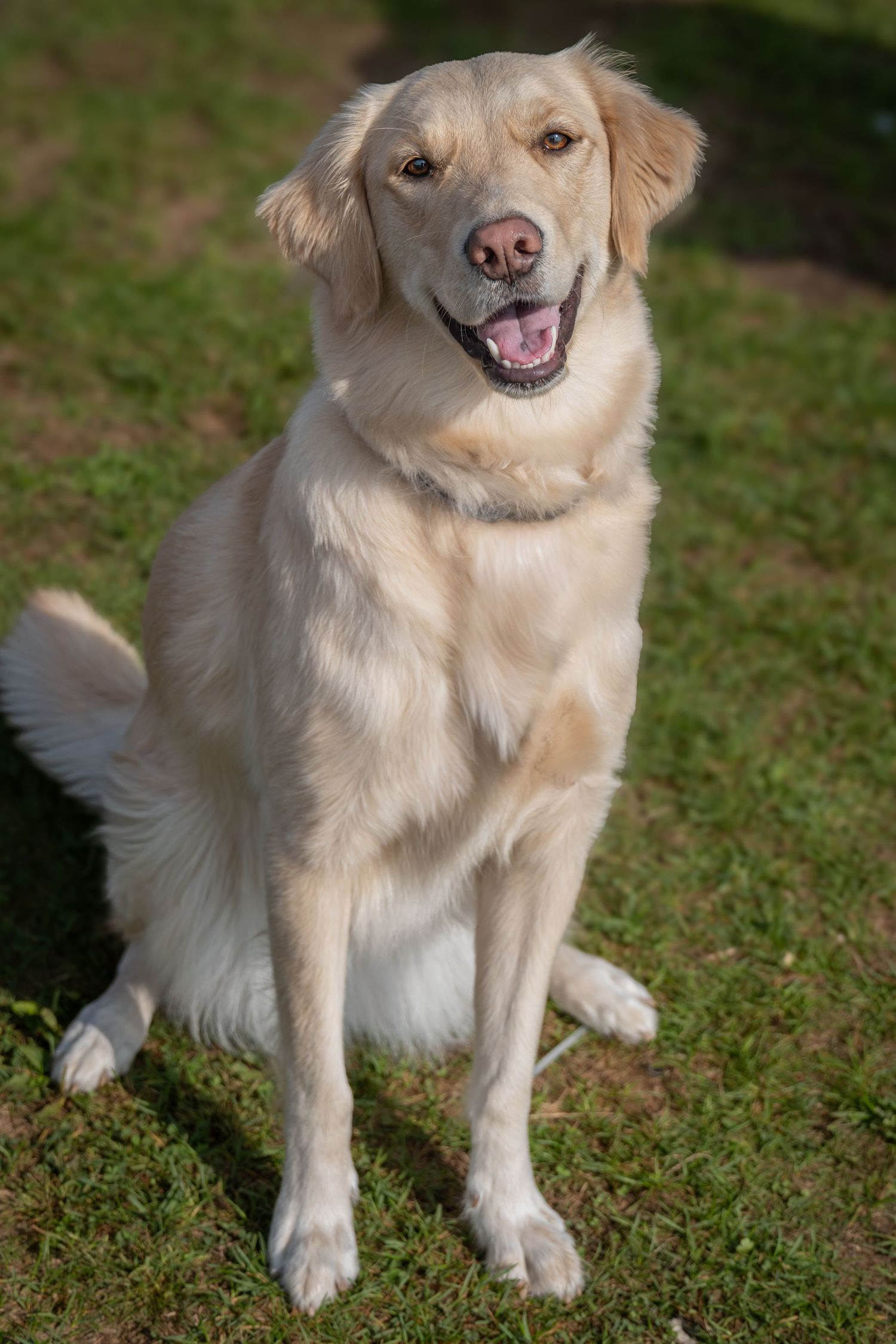 golden dog during pet session in Bowmanville Ontario _ Yesterday's Focus