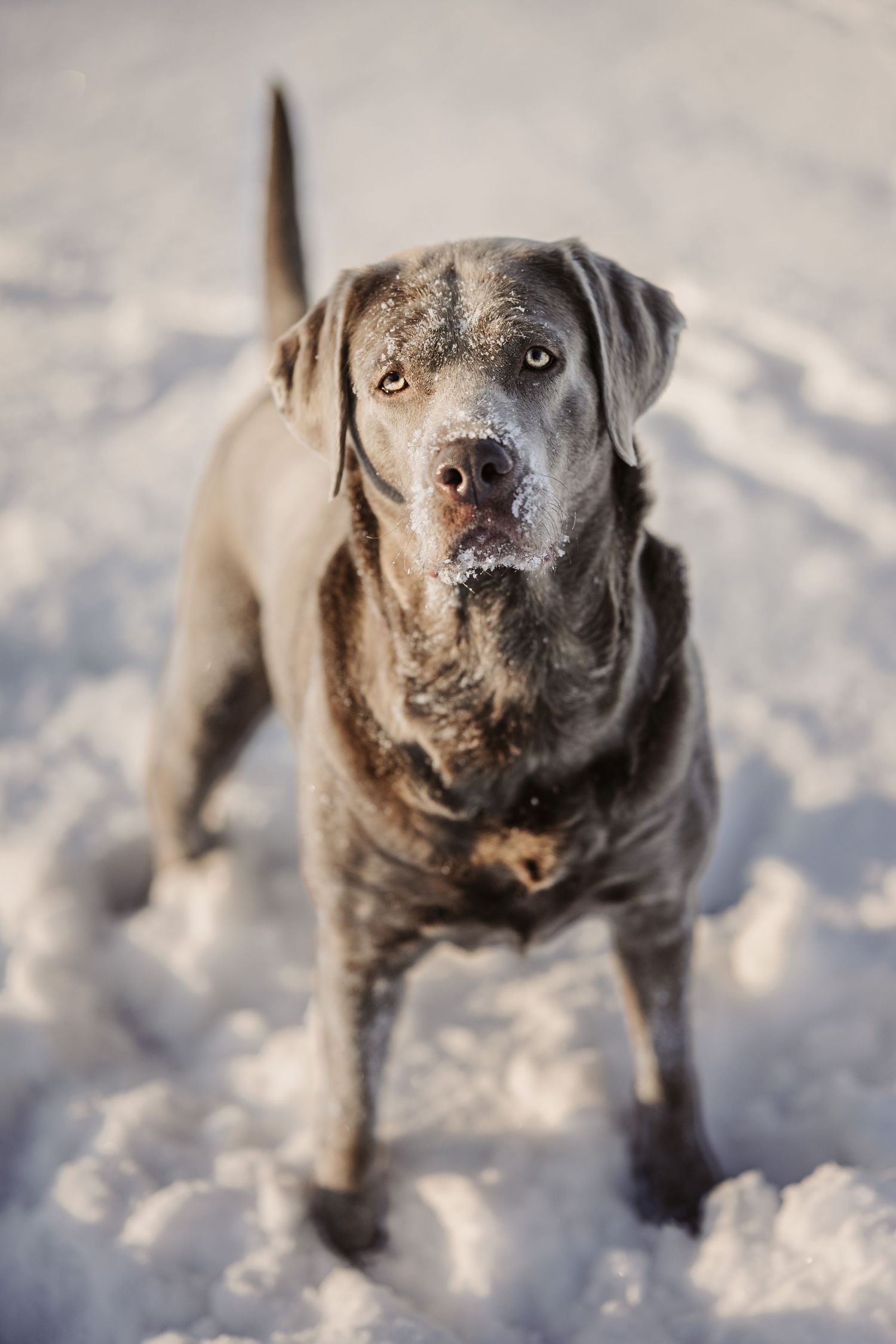 Labrador playing in snow | Madoc Ontario | Yesterday's Focus by Mandy Wright