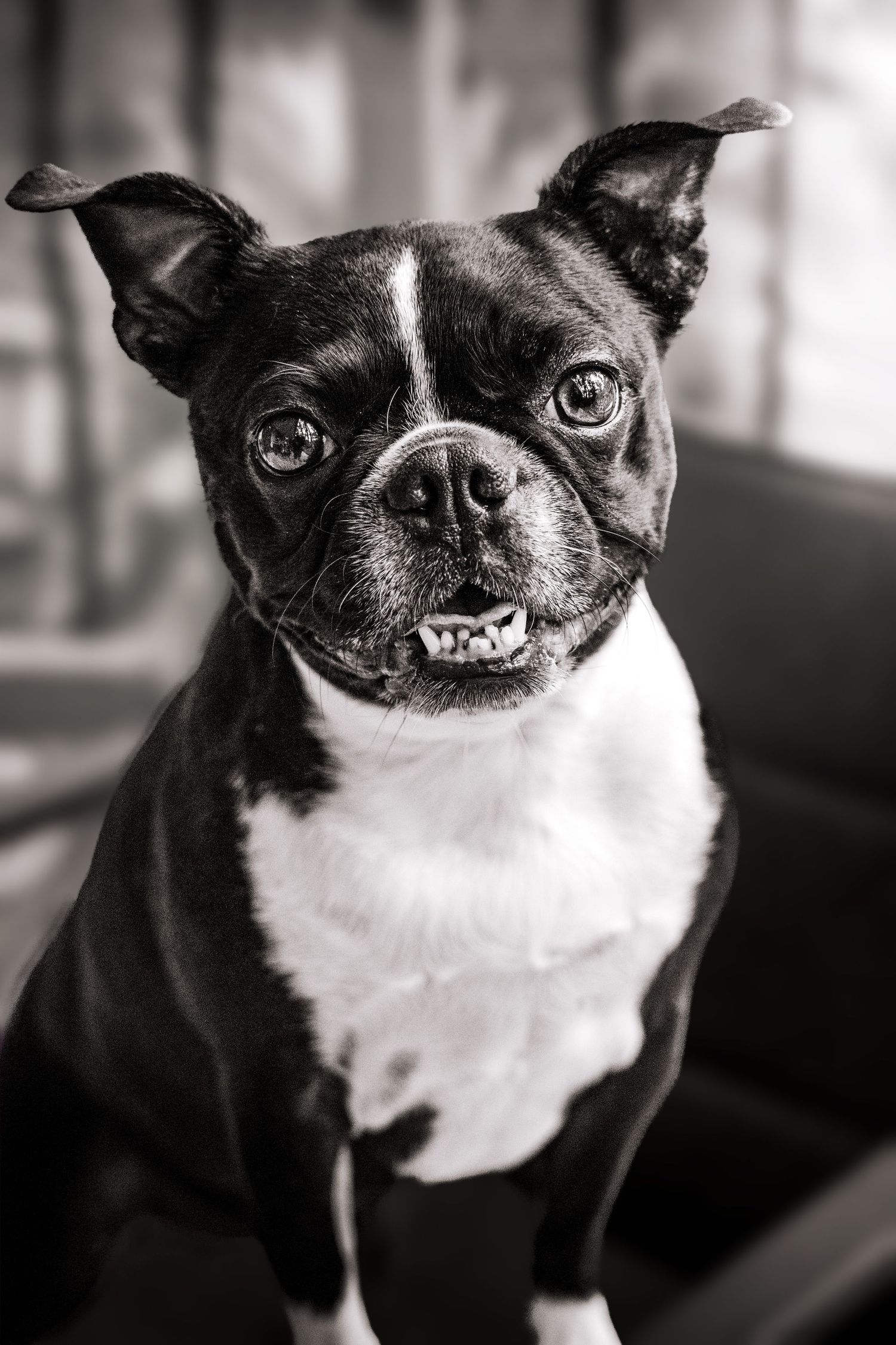 boston terrier happy during pet session in Marmora Ontario | Yesterday's Focus