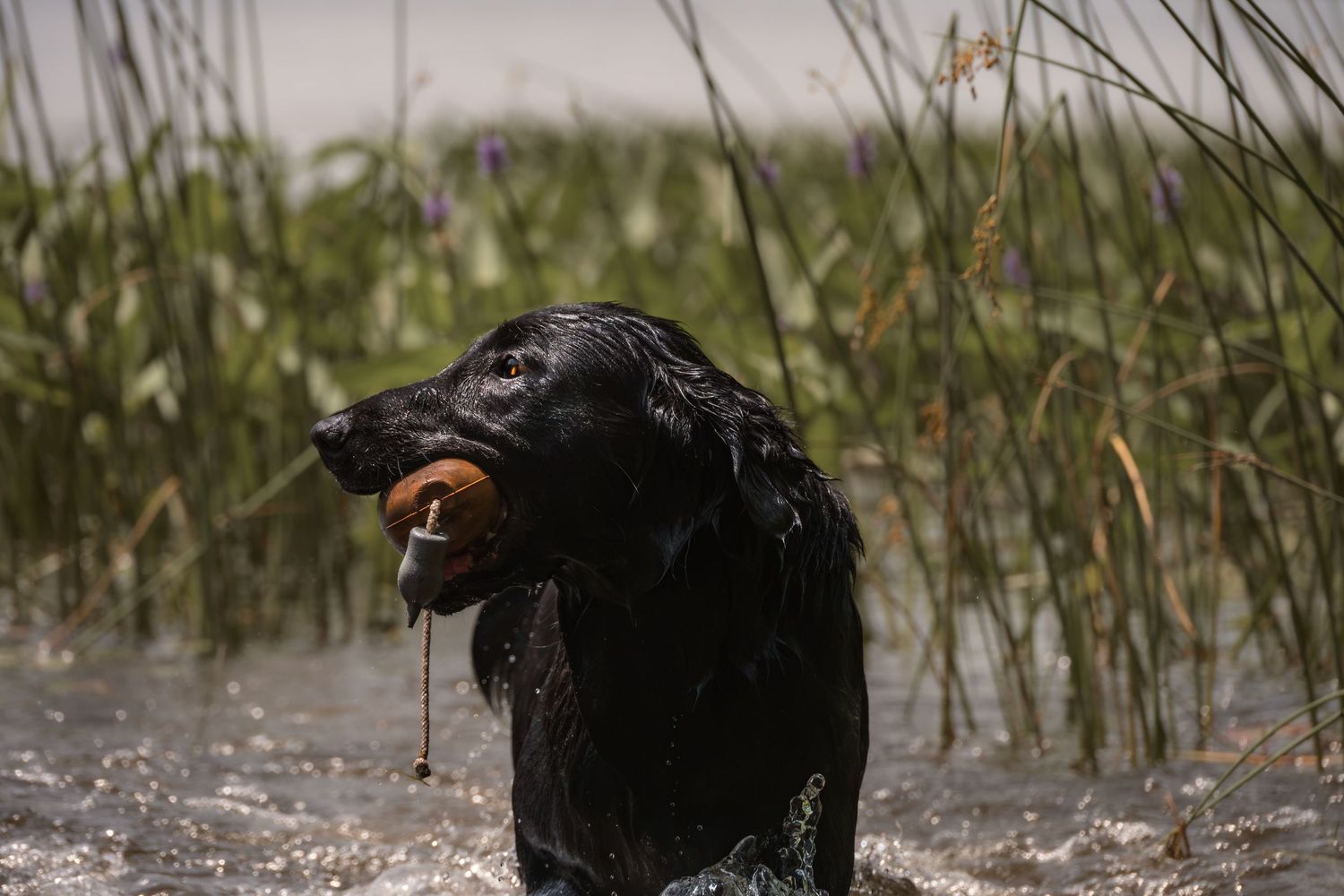 Flat-coated retriever swimming during pet session | Havelock ON | Yesterday's Focus Photography