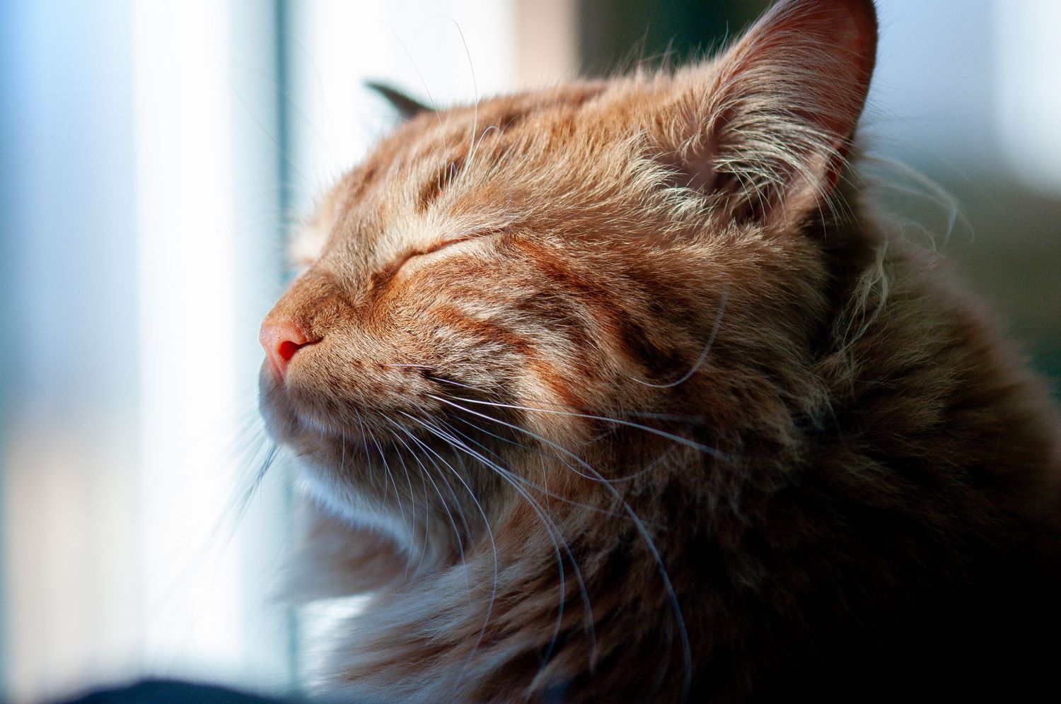 orange cat enjoying the sun | Madoc Ontario | Yesterdays Focus