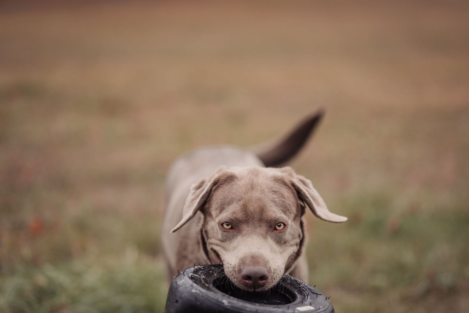 labrador retriever carrying tire during pet session in Tweed Ontario | Yesterday's Focus