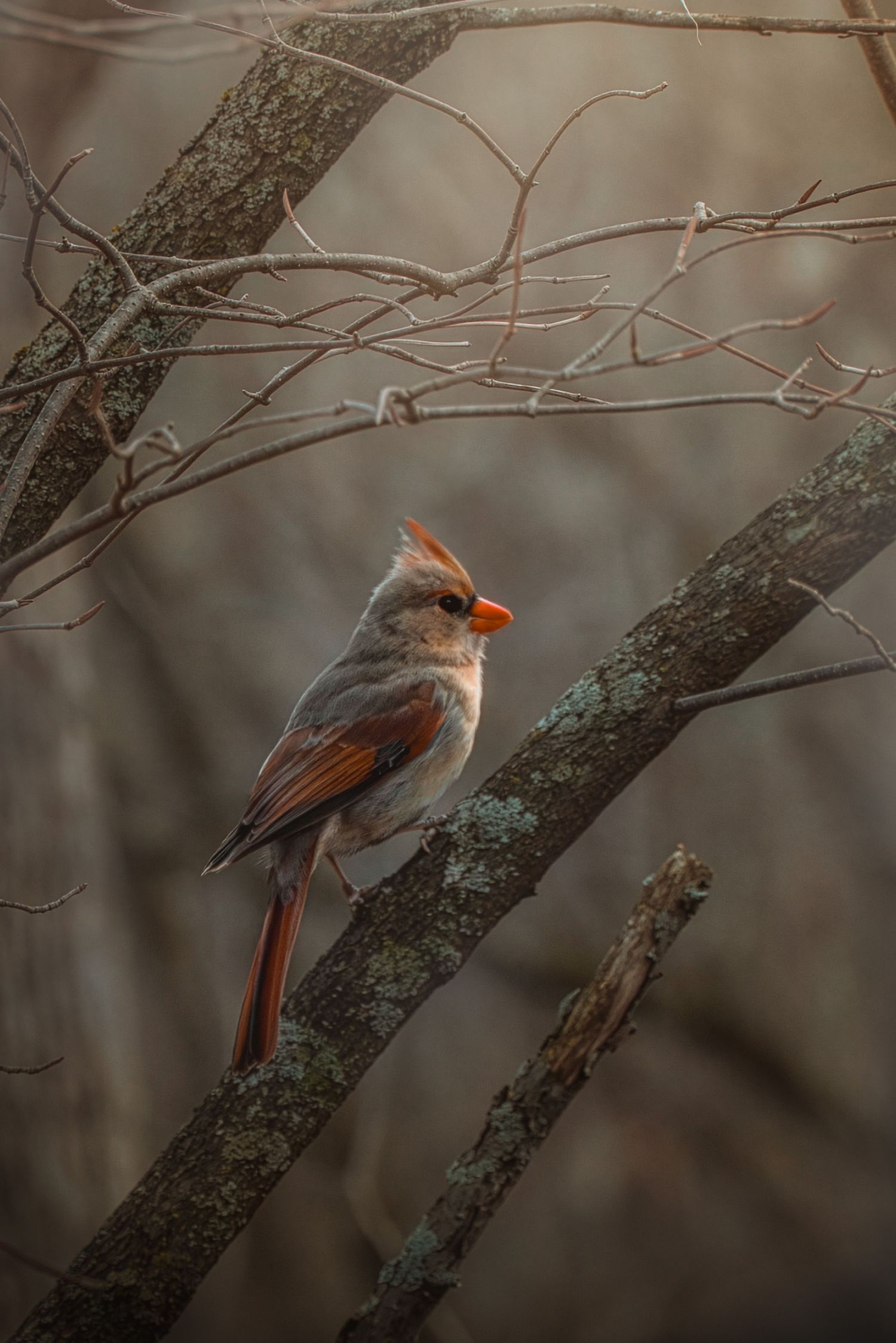 female cardinal in fog | Kingston, Ontario | Yesterday's Focus Photography
