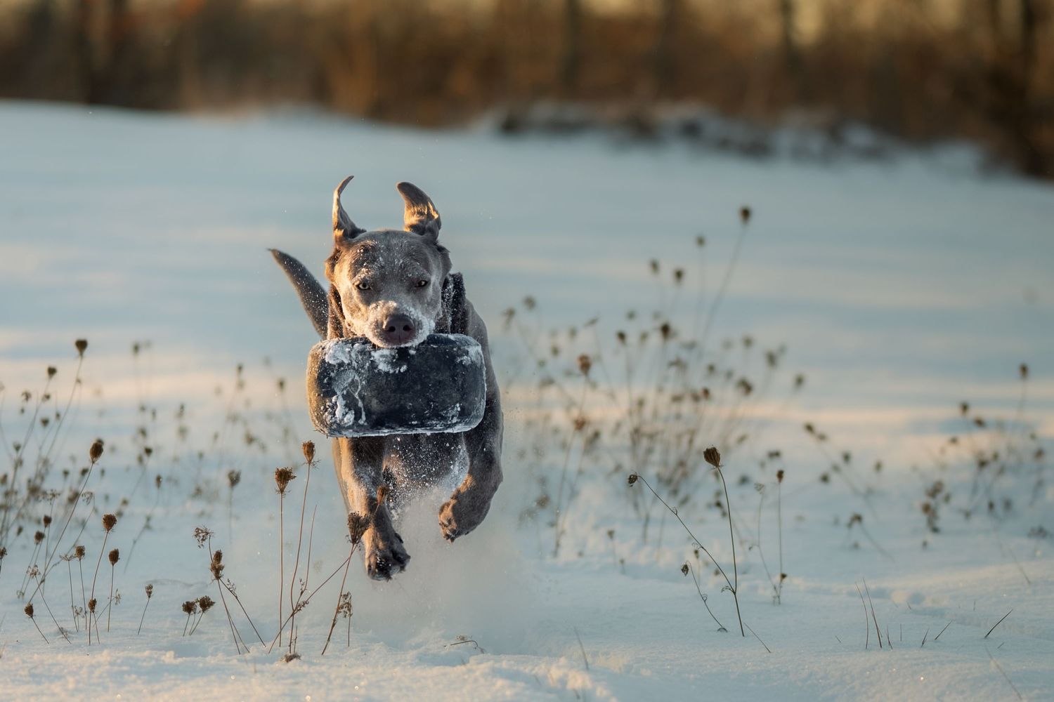dog playing in the snow during pet session in Tweed, Ontario | Yesterday's Focus