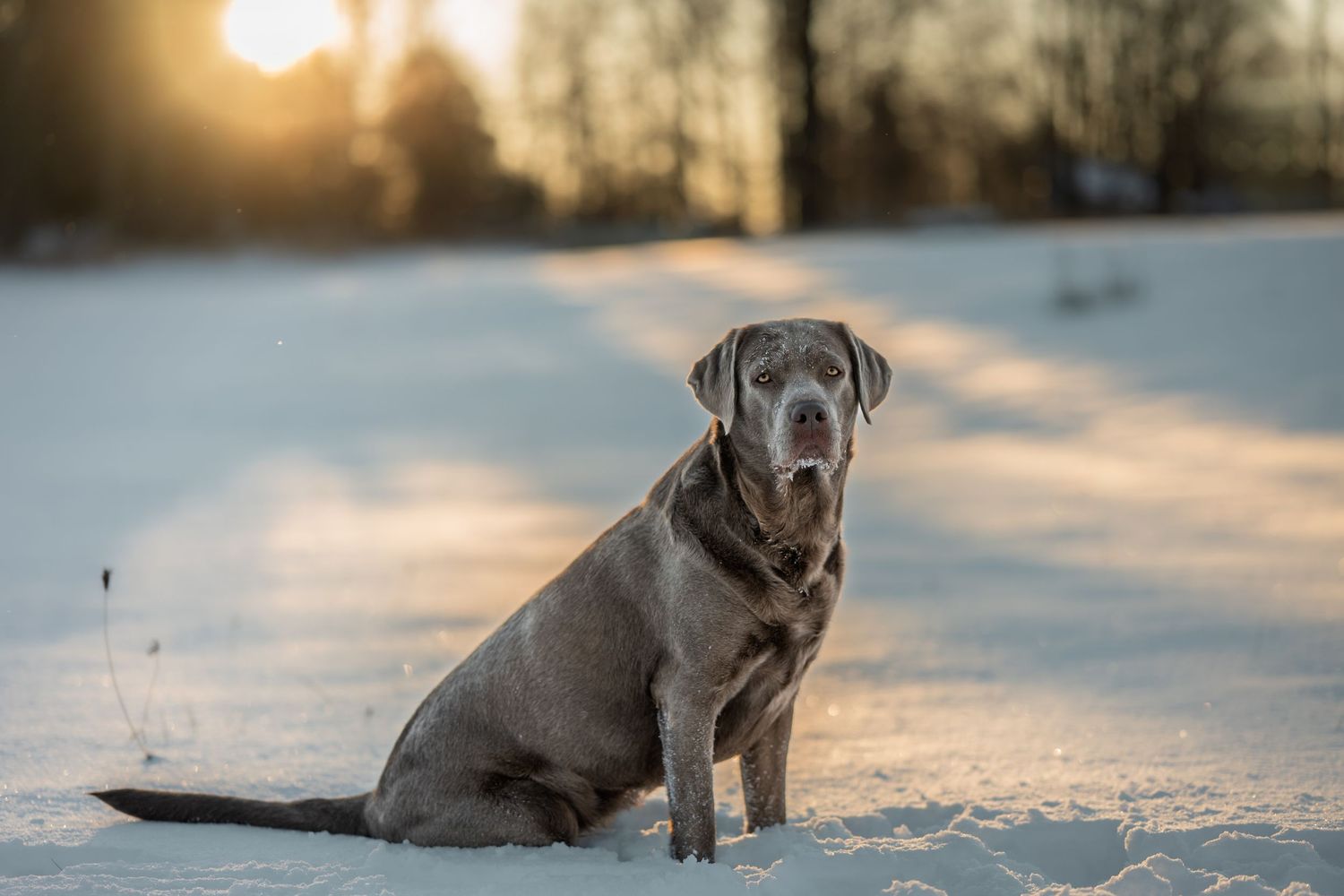 labrador retriever sitting during winter pet session in Tweed Ontario | Yesterday's Focus
