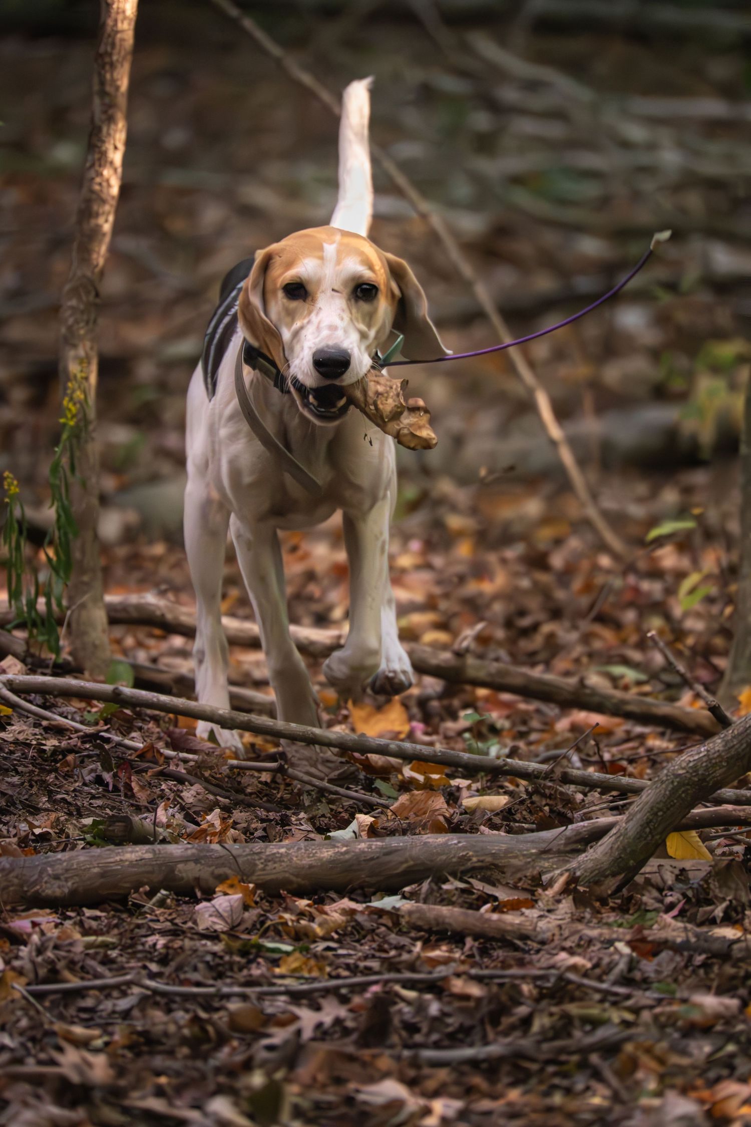 hound carrying a bone during event pet session in Kingston Ontario | Yesterday's Focus