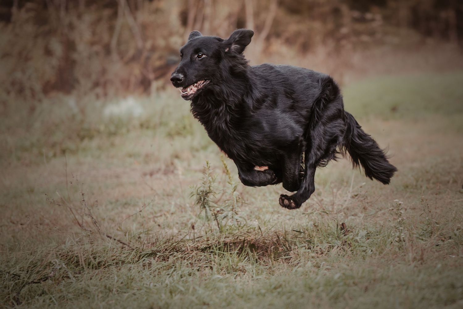 dog running outside during pet session | Havelock Ontario | Yesterday's Focus