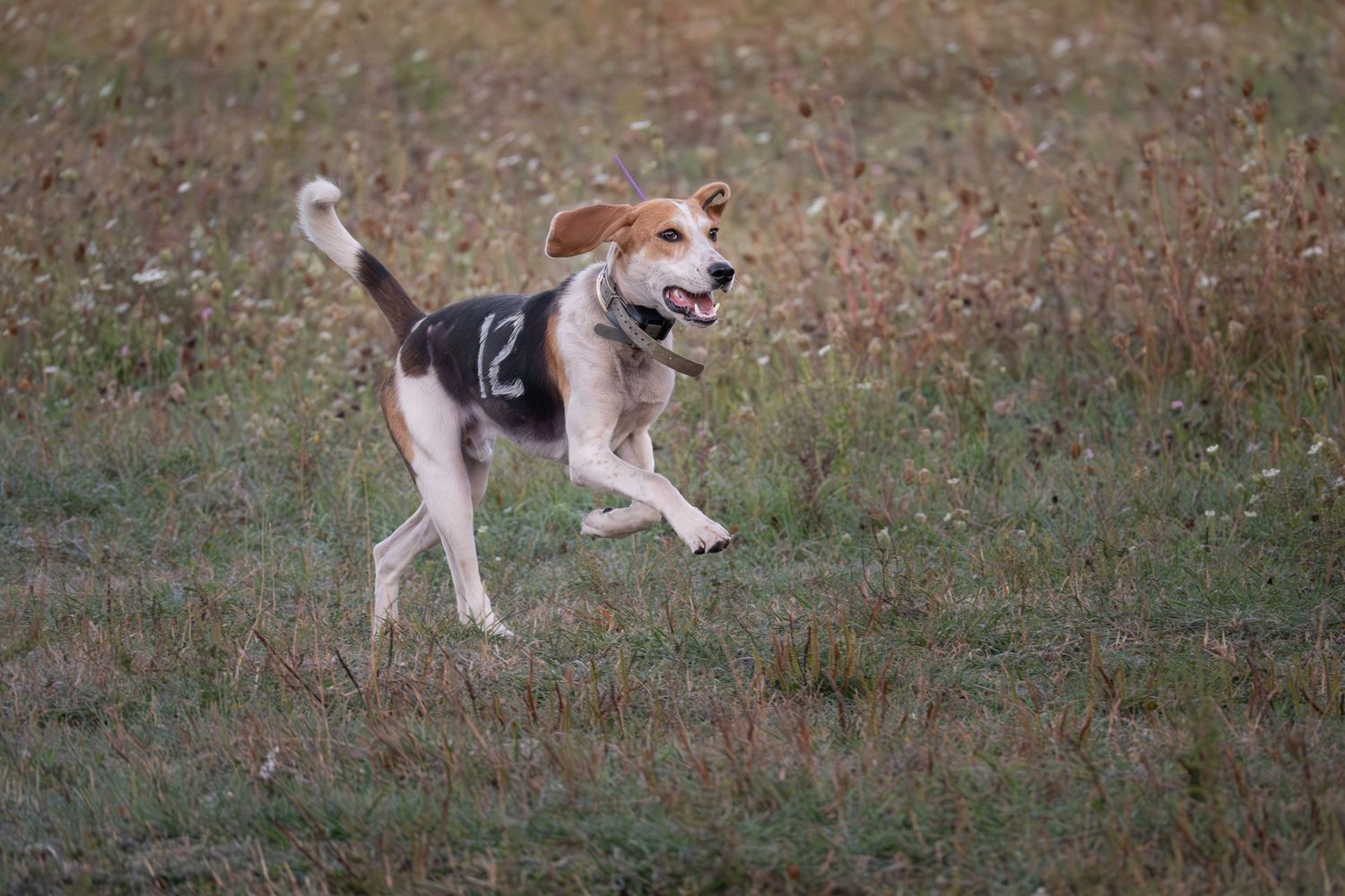 hound dog running in a field during event at pet session in Kingston Ontario | Yesterday's Focus