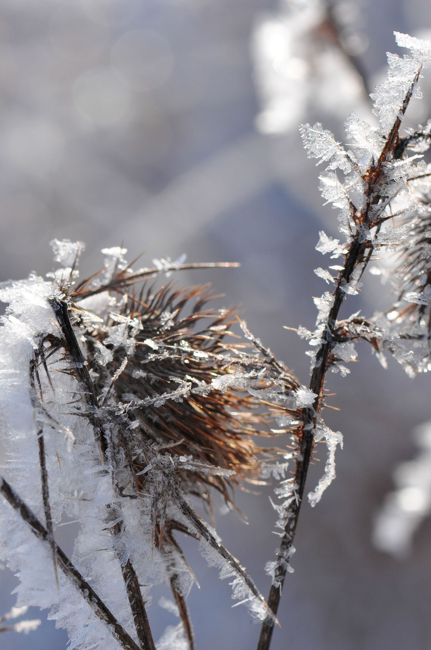 hoar frost icy coating of frost on thistle | Tweed Ontario | Yesterday's Focus