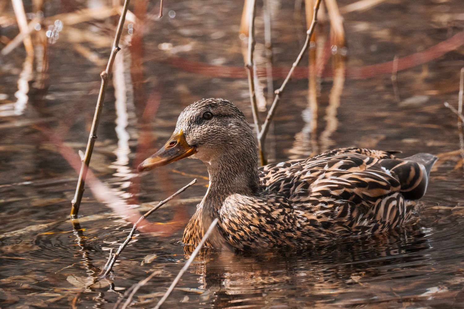 female mallard | Kingston, Ontario | Yesterday's Focus Photography