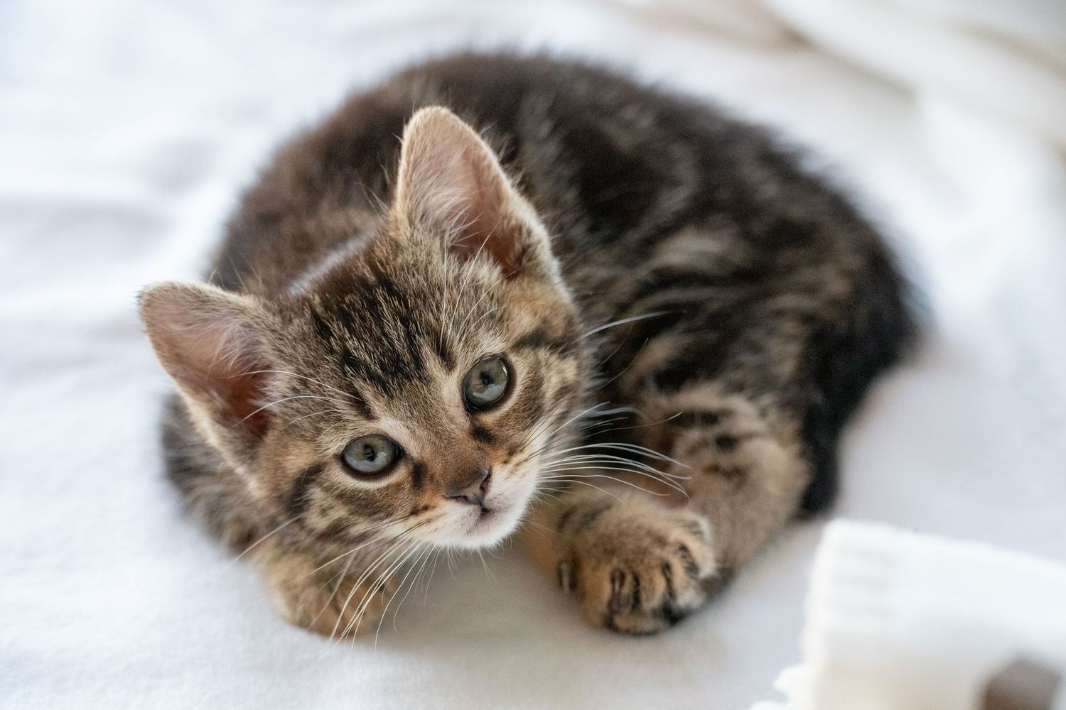 kitten during pet session in Madoc Ontario _ Yesterday's Focus